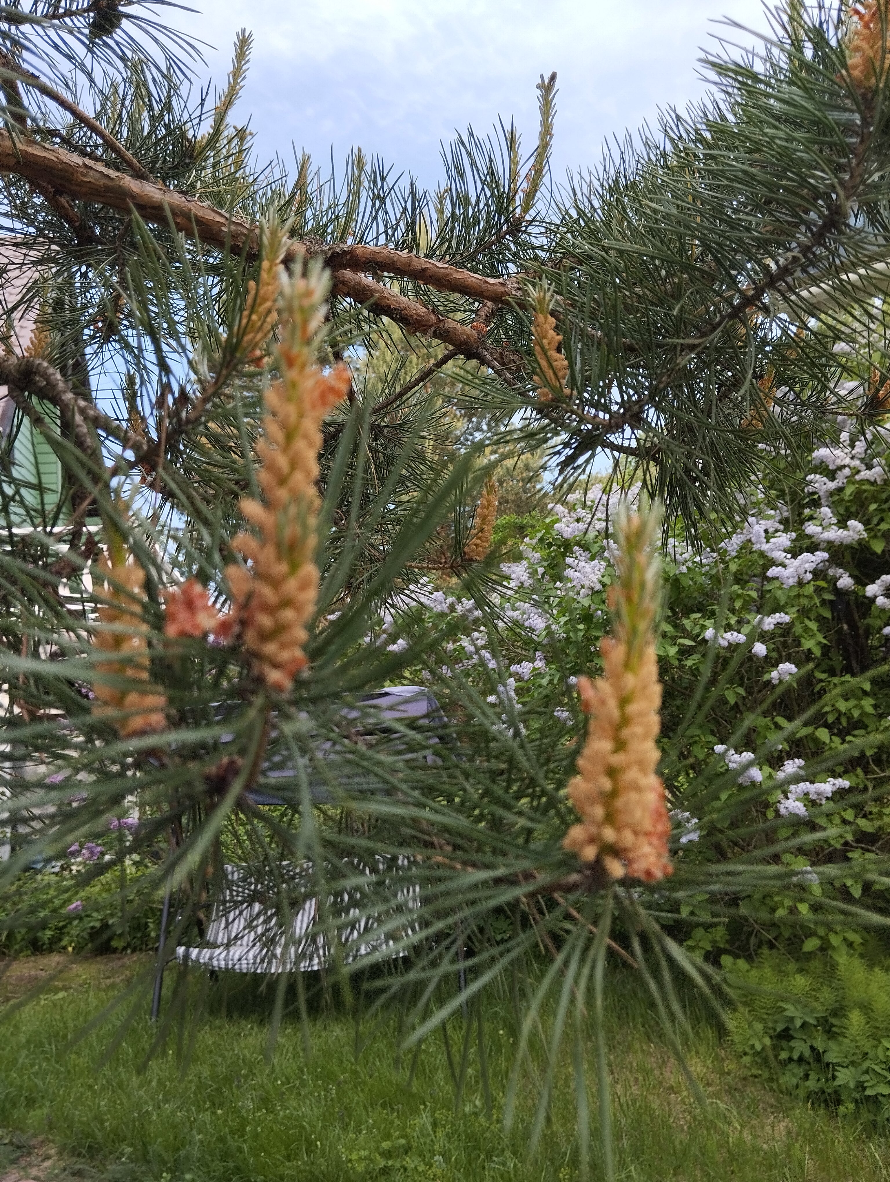 Фото Тарховка