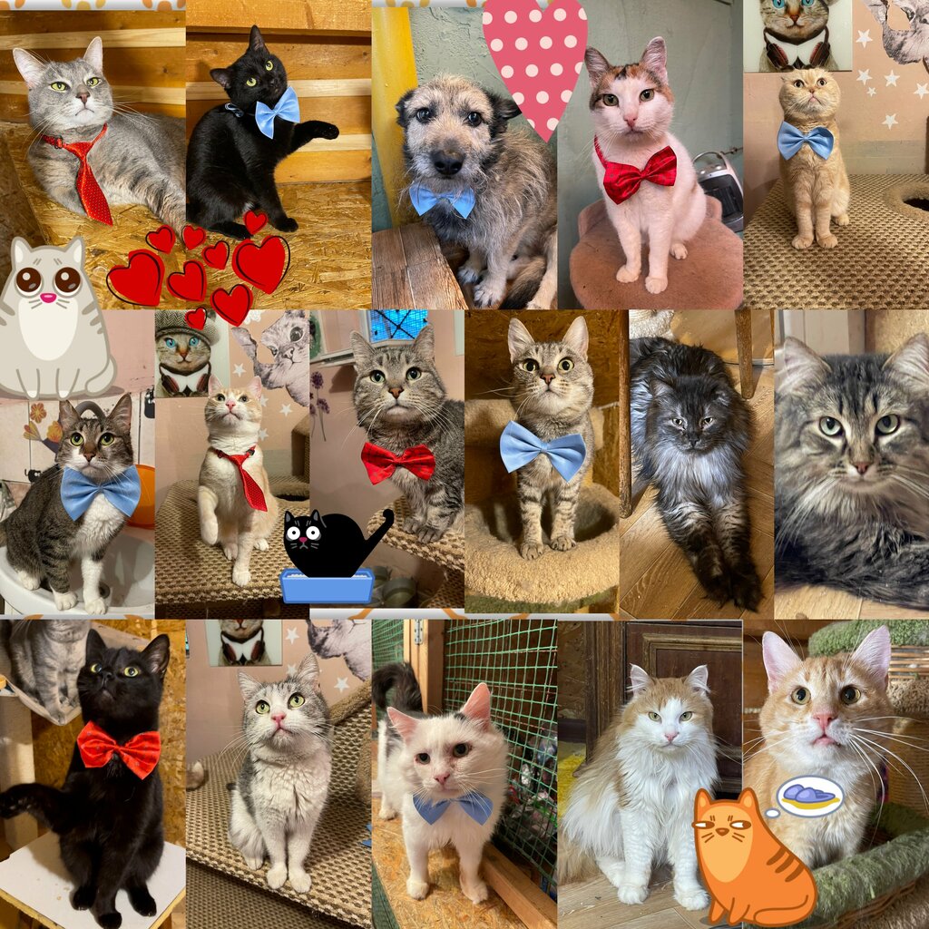 Благотворительный фонд Ангел, Саратов, фото