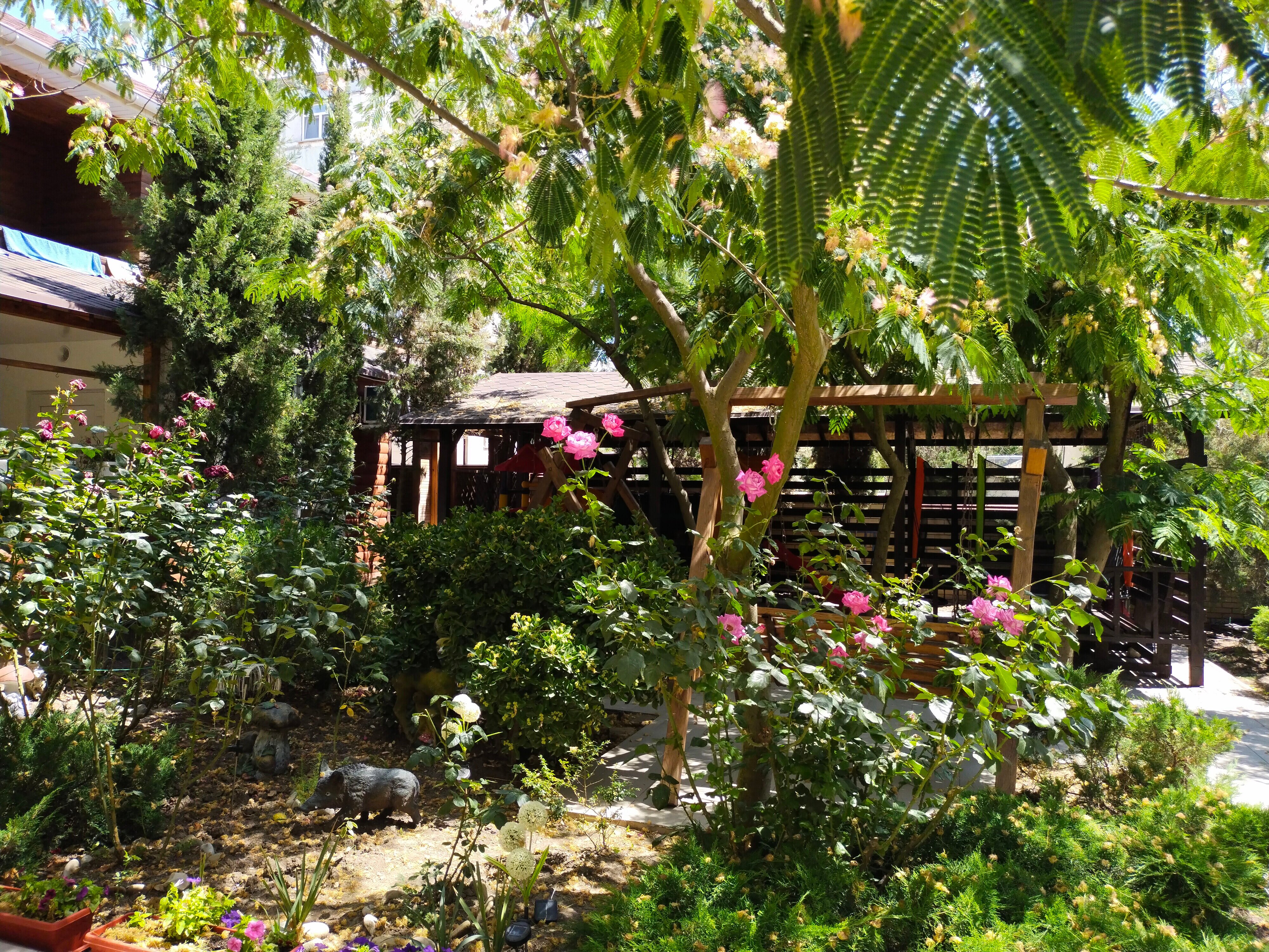 Фото Магнолия