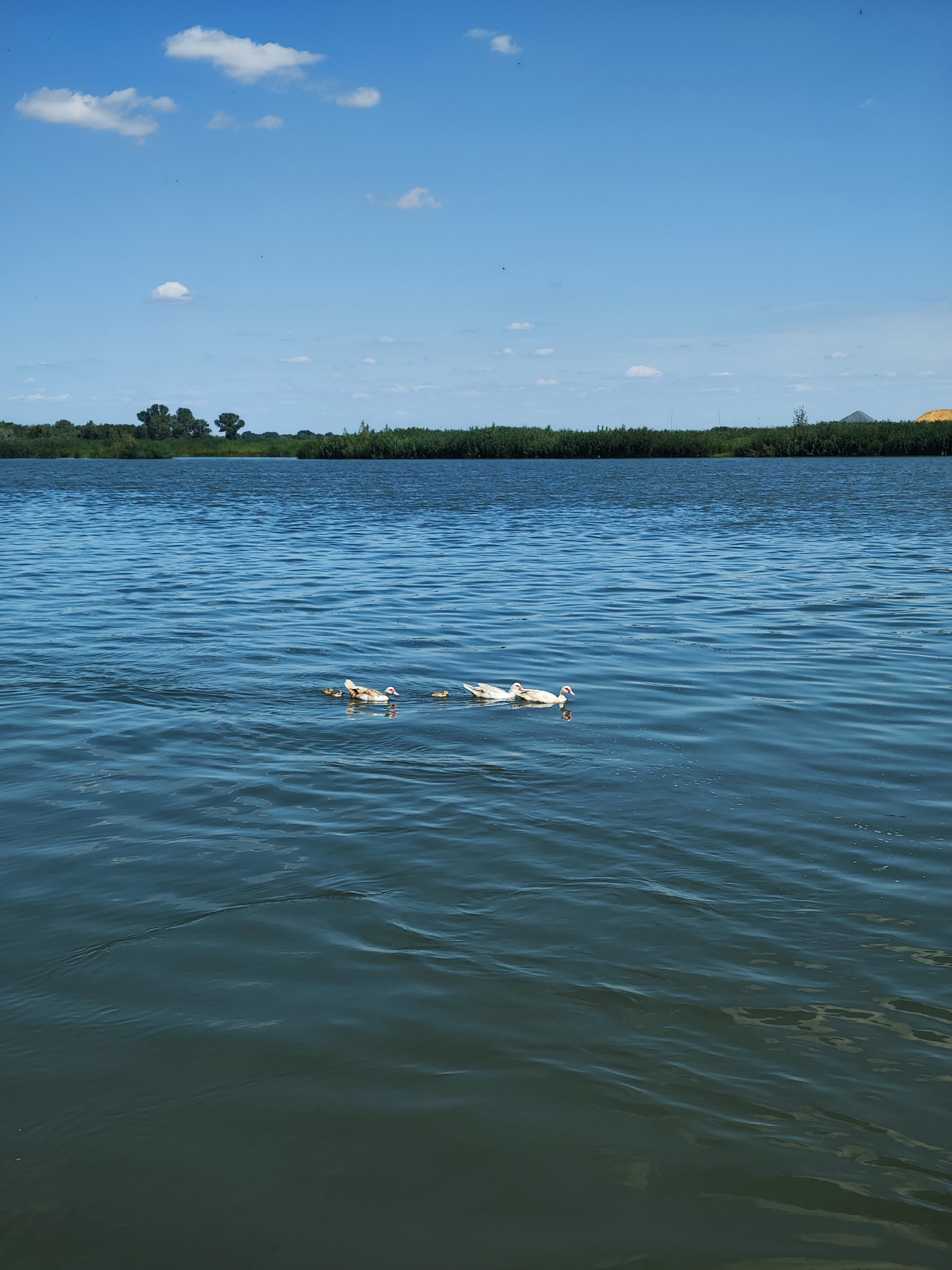 Фото Фазаново