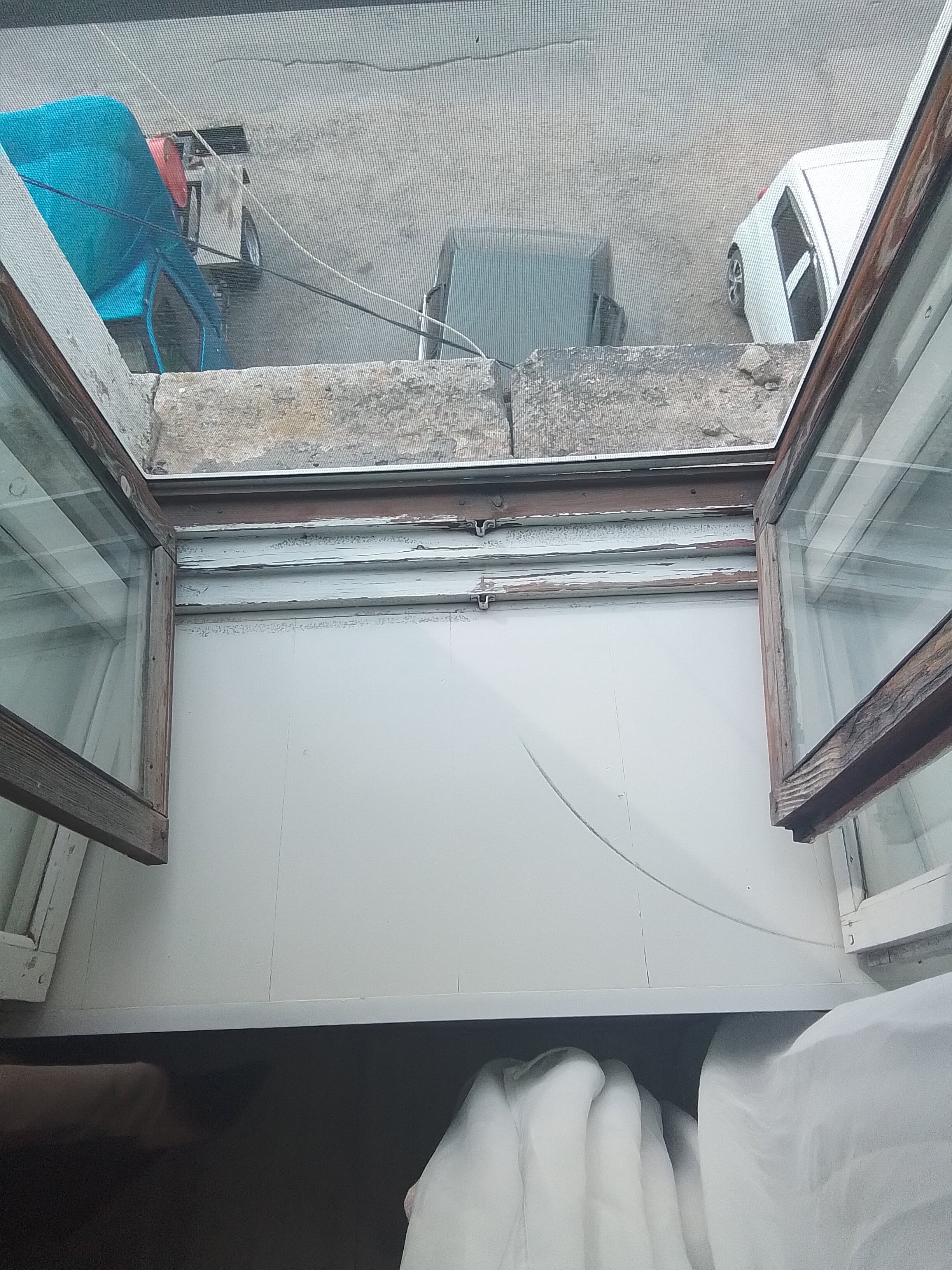 Фото Базилик