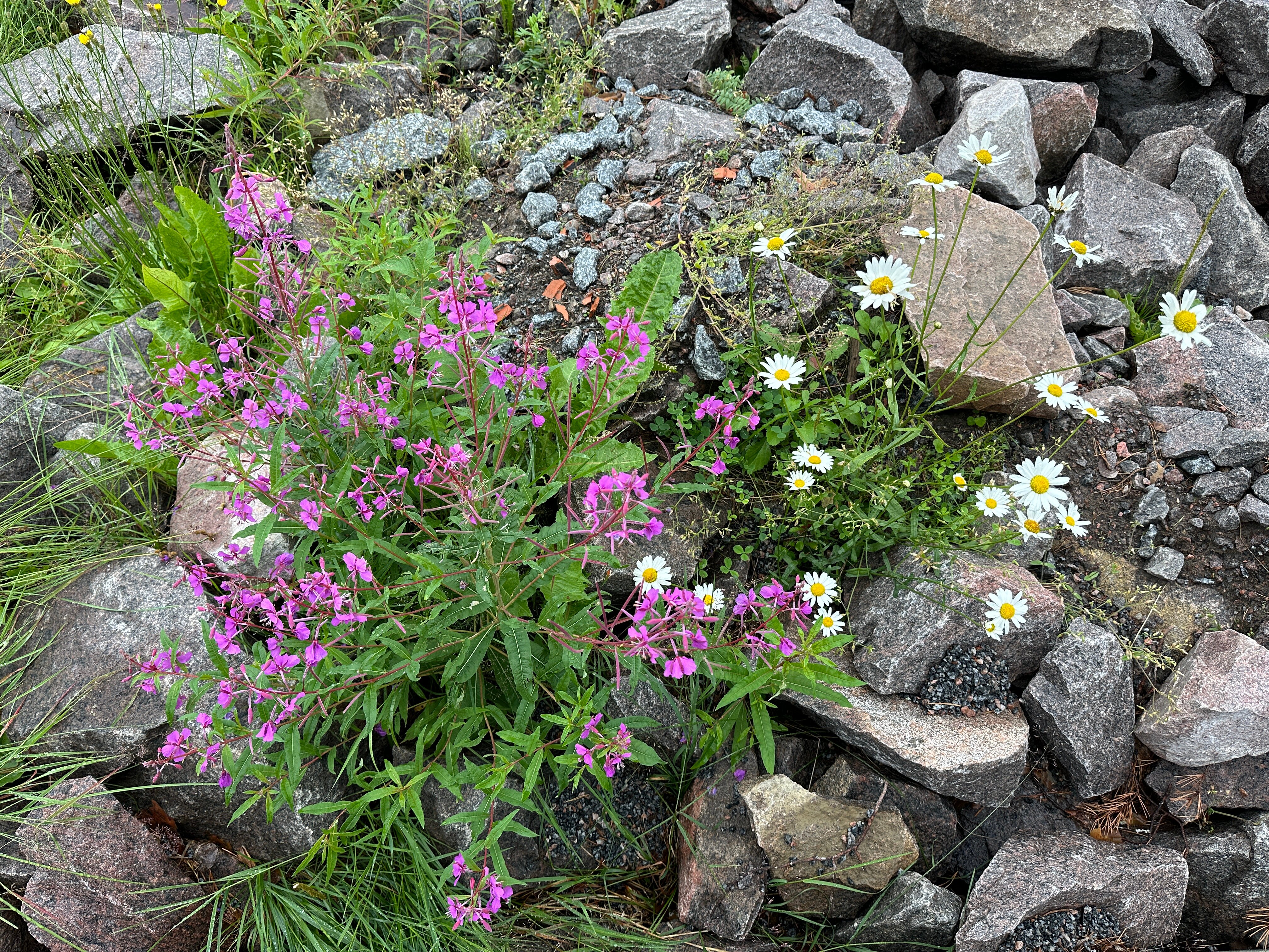 Фото Яккима