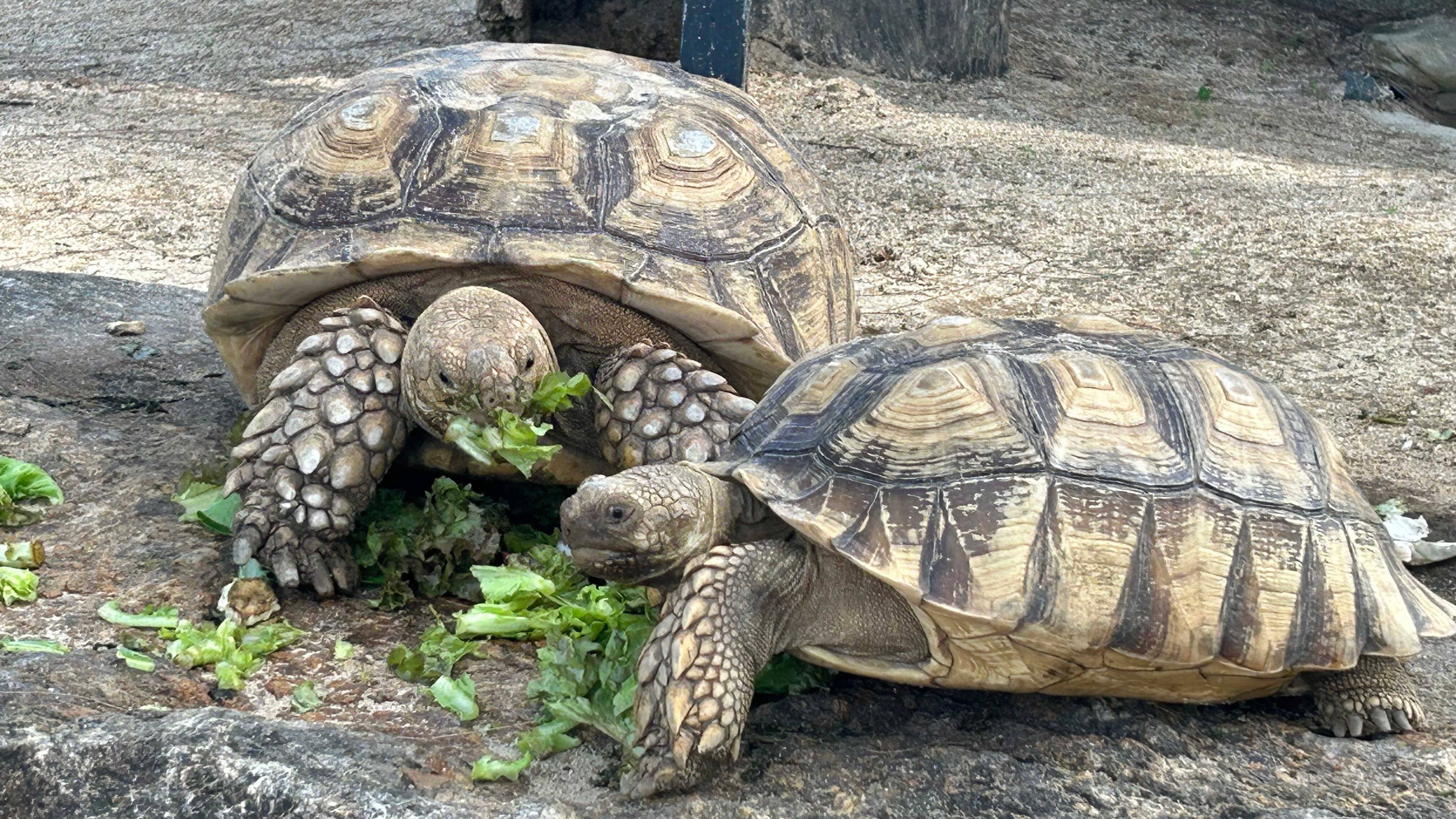 Фото Kalima Resort & Villas Khao Lak