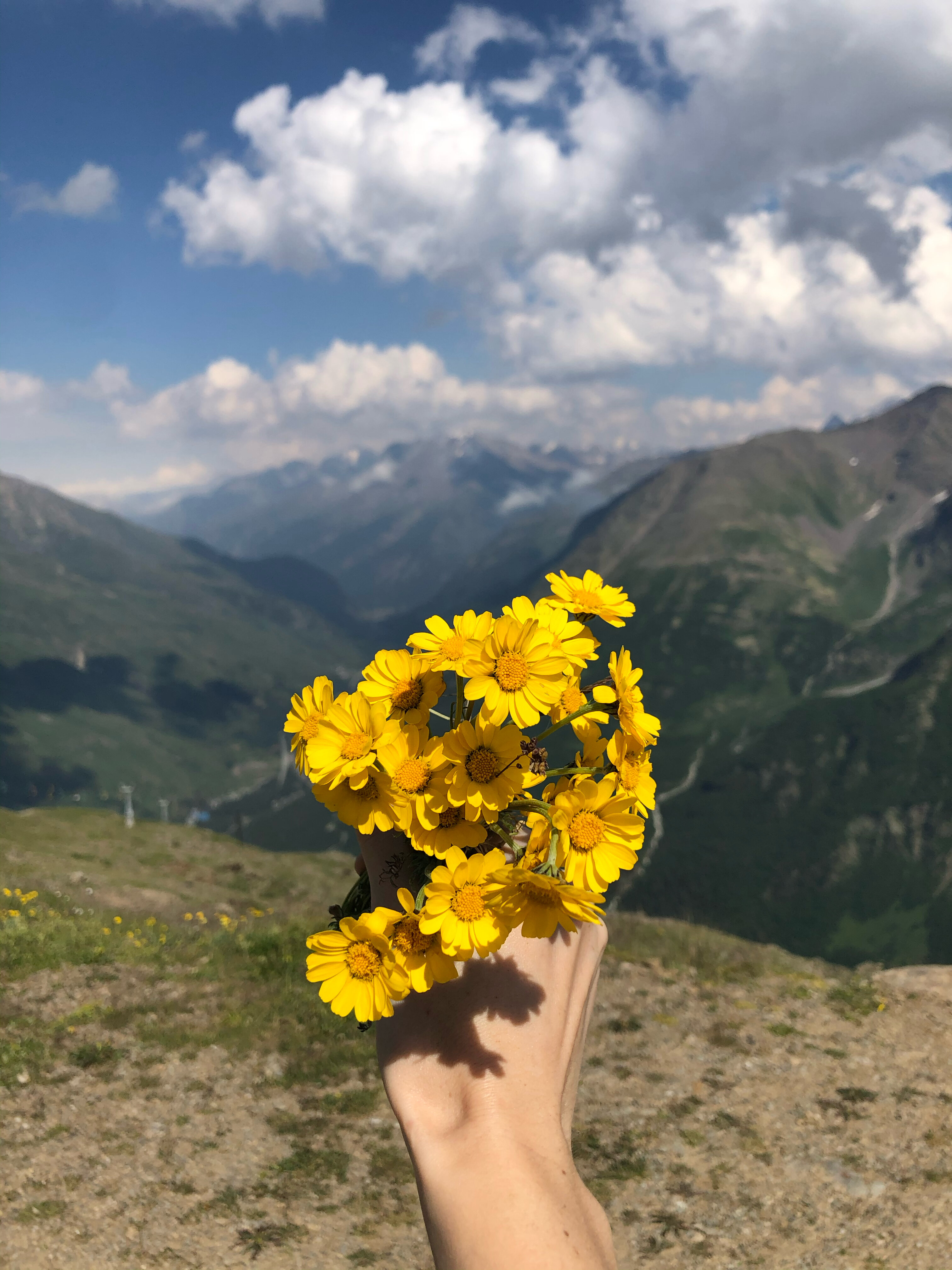 Фото Снежный Барс