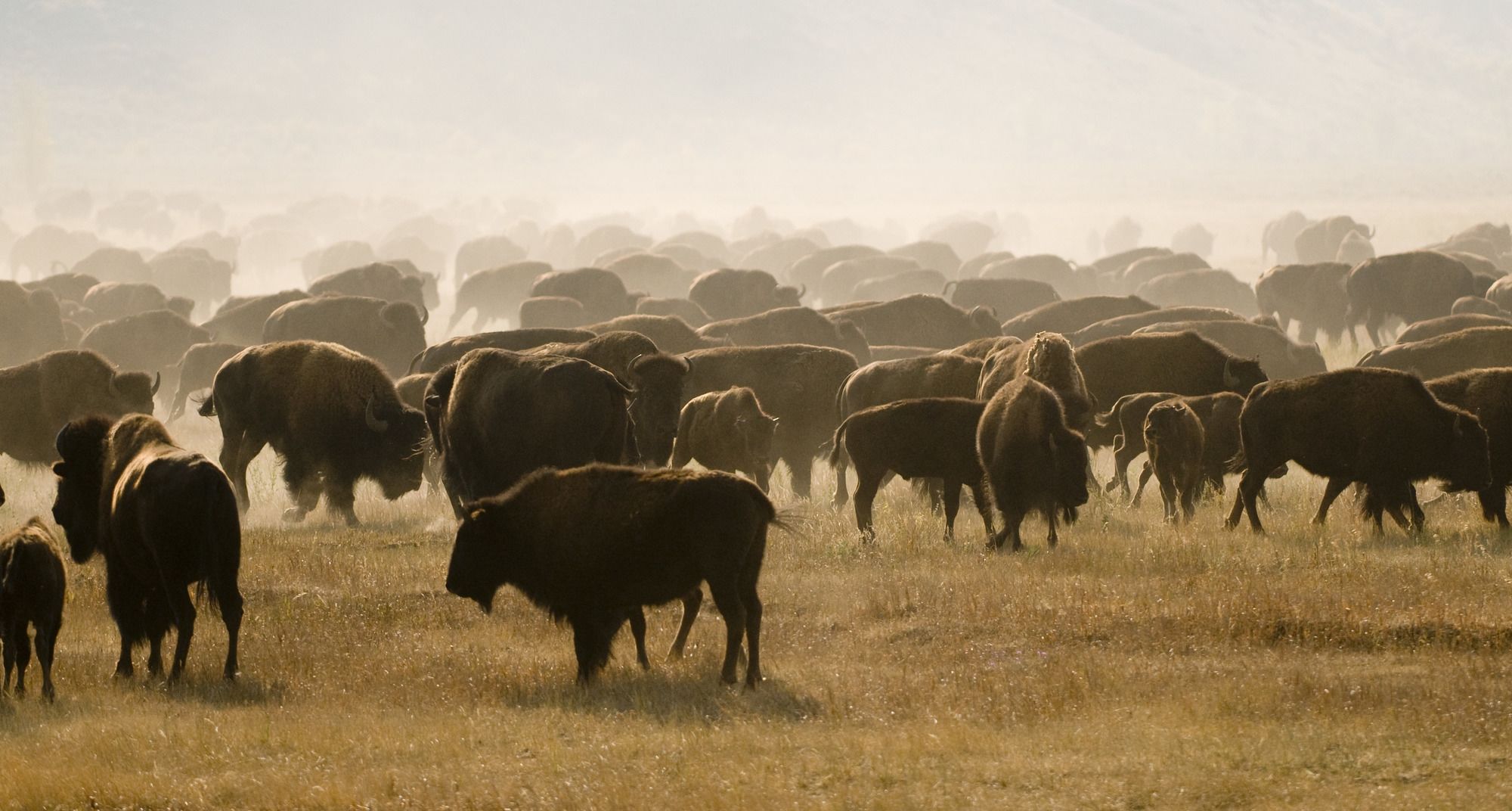 Фото Hotel Terra Jackson Hole - A Noble House Resort