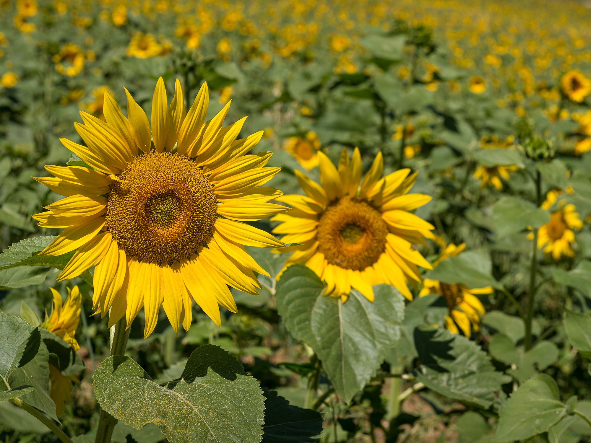 Фото Hotel Villa Montegranelli