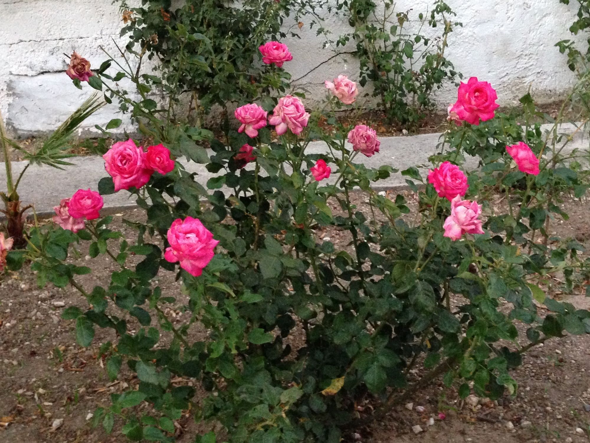 Фото Manine Apartments