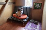 Gostinitsa dlya Zhivotnykh (Babushkina Street, 26), pet hotel