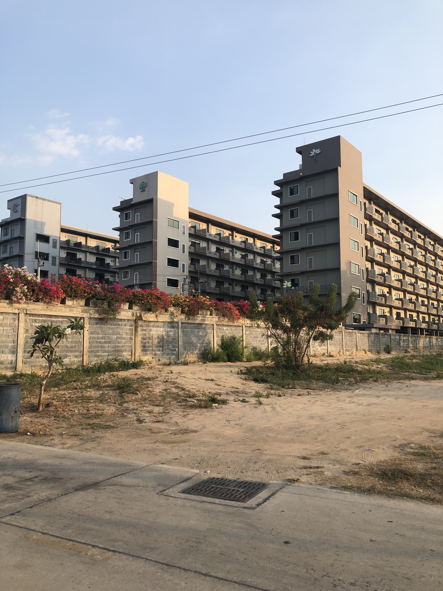 Фото Olive Tree Hotel