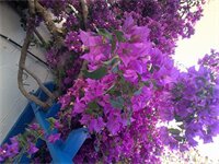 Фото Pelagos Studios