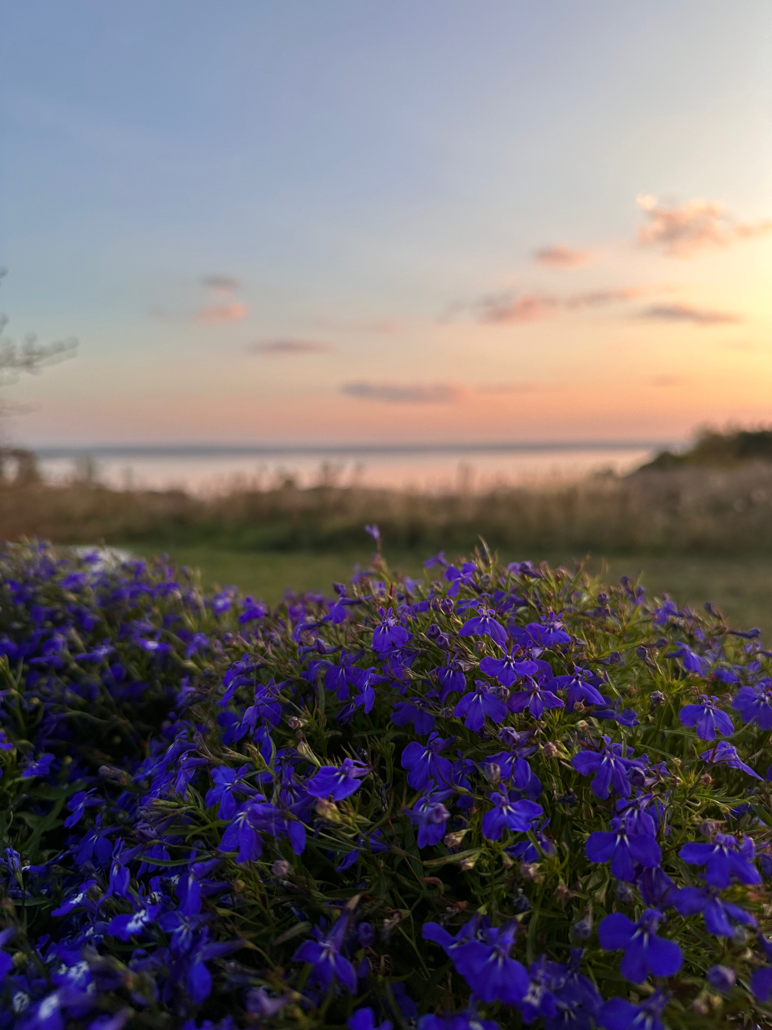 Фото Плещеево Хиллз