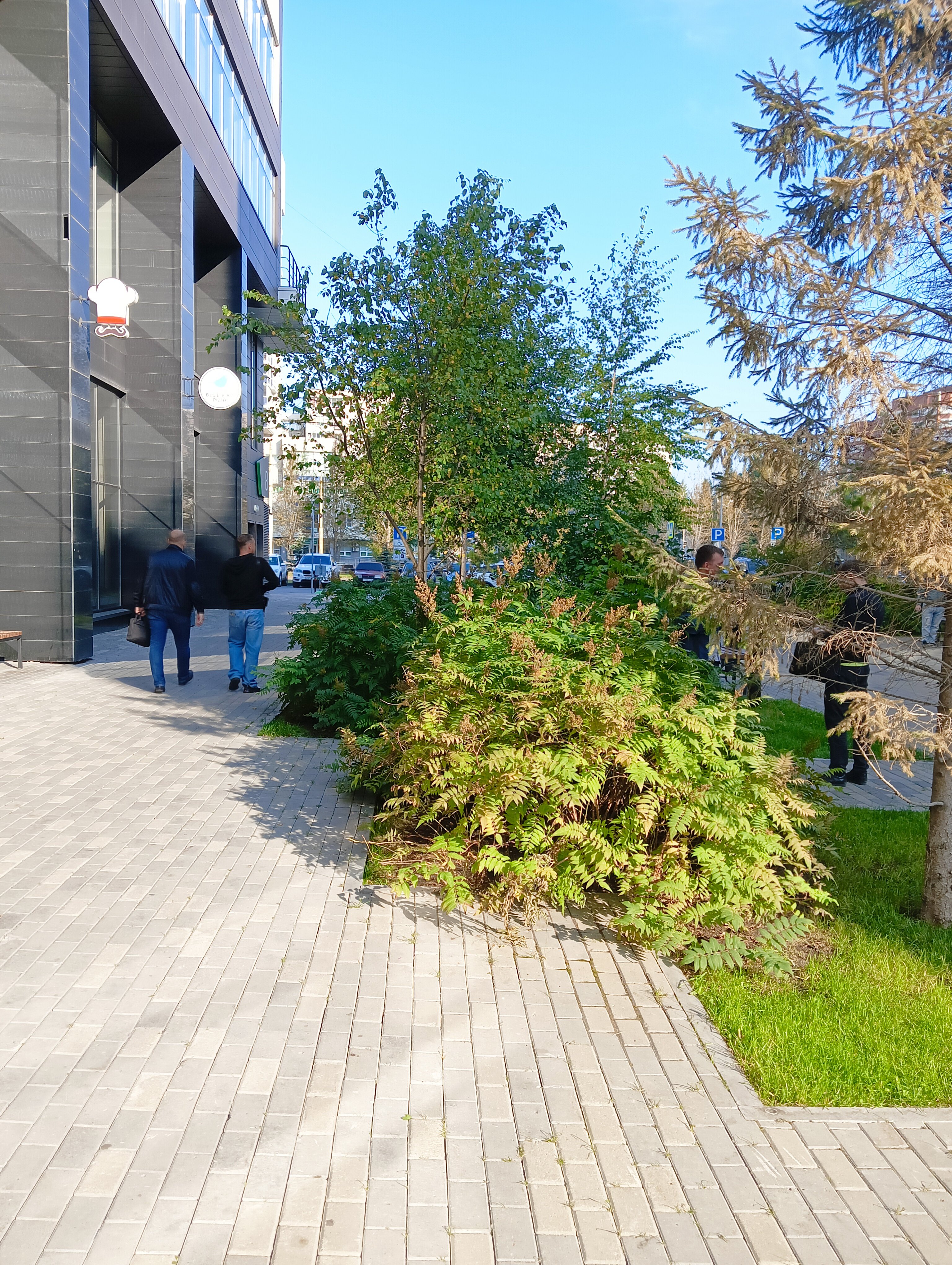 Фото Белый Клевер