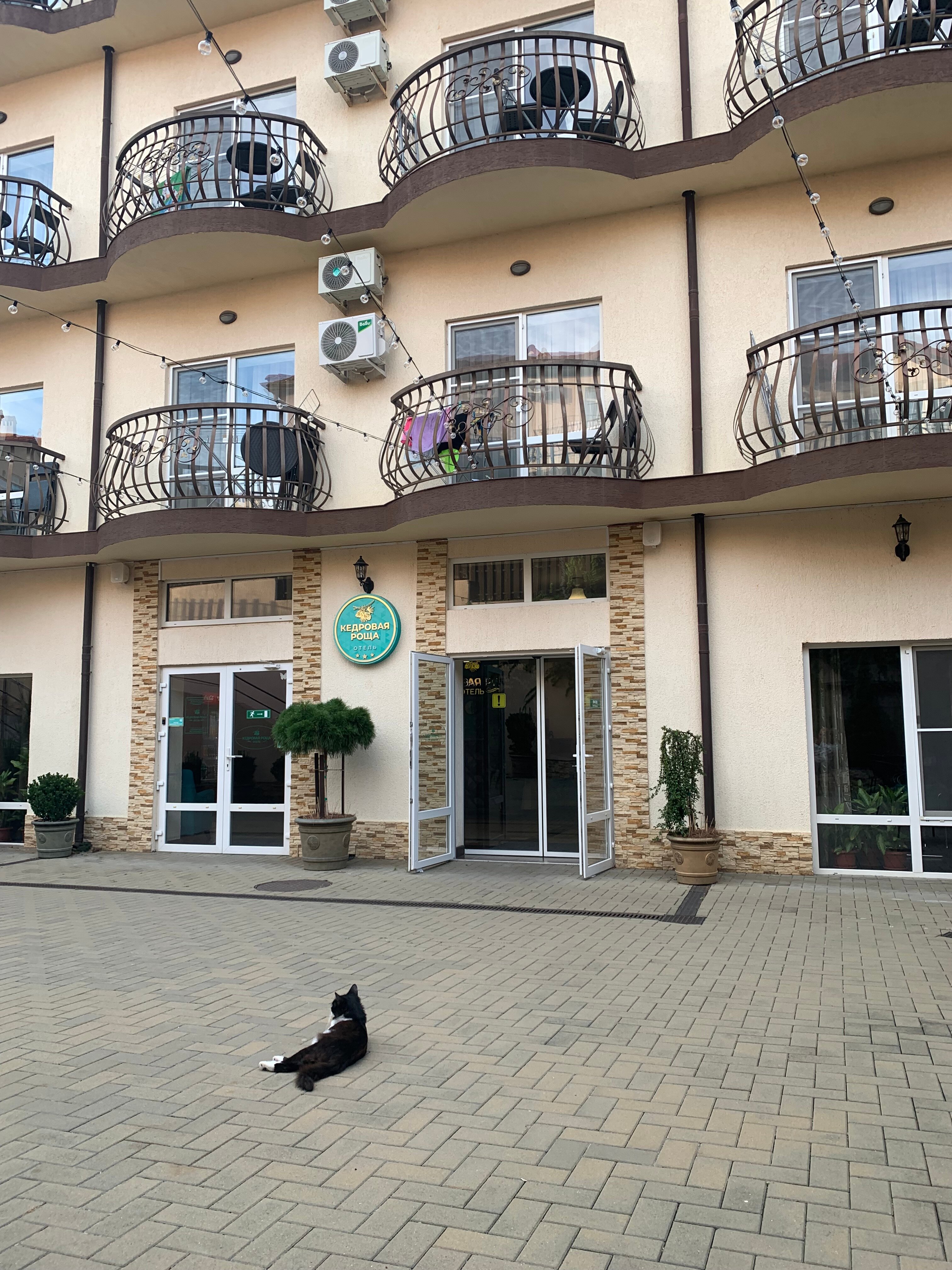 Фото Кедровая роща