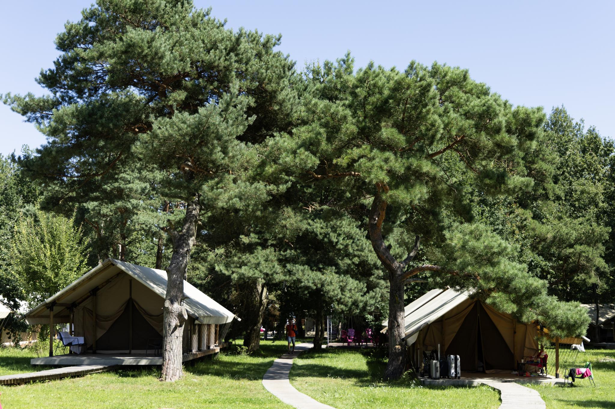 Фото Малина