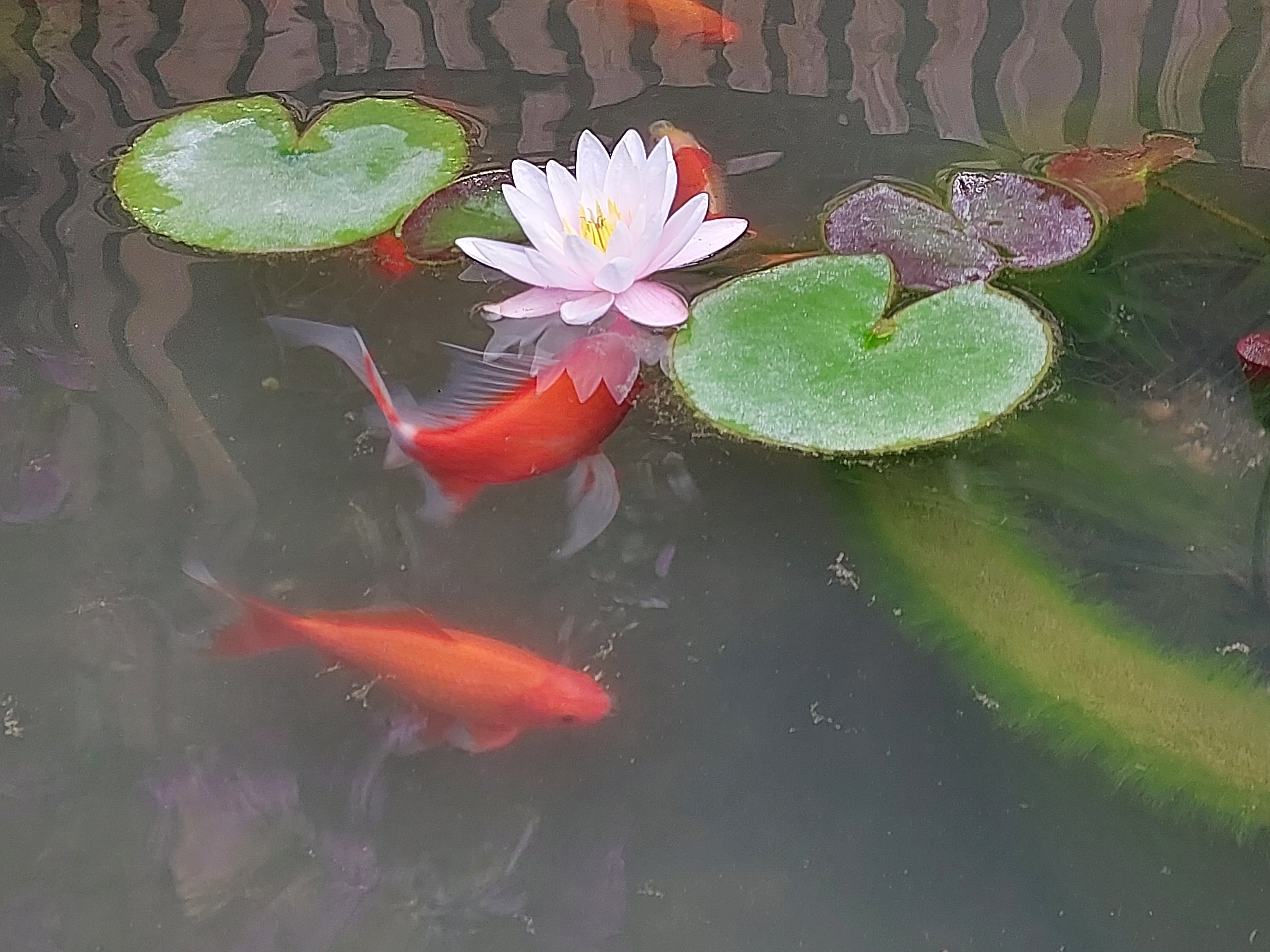 Фото Аимара