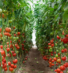 Kovic General Trading (39/5, 14 Street, Ras Al Khor Industrial 3, Ras Al Khor, Dubai), greengrocery