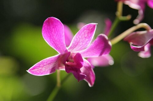 Гостиница The Fiji Orchid