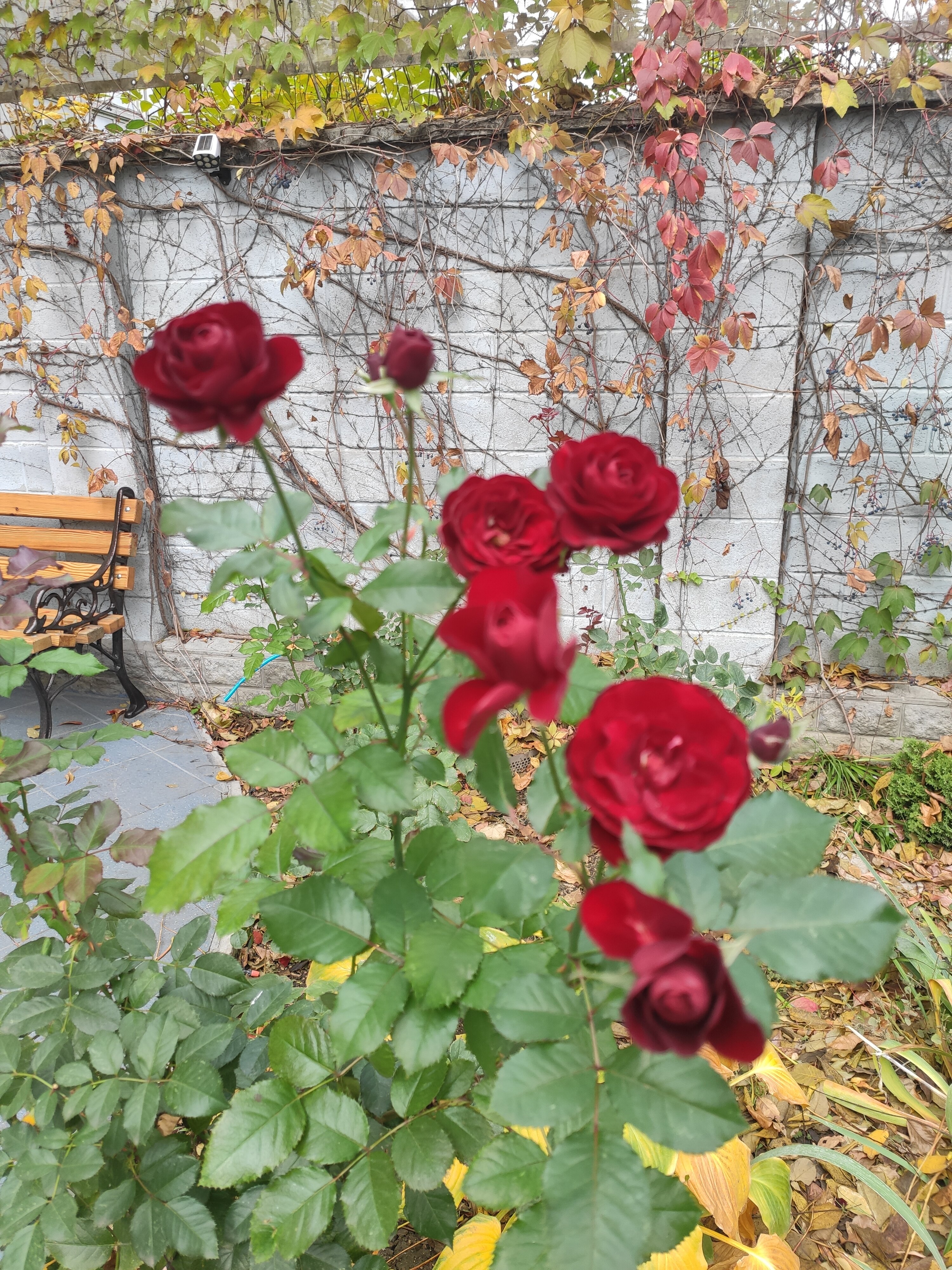 Фото Аврора