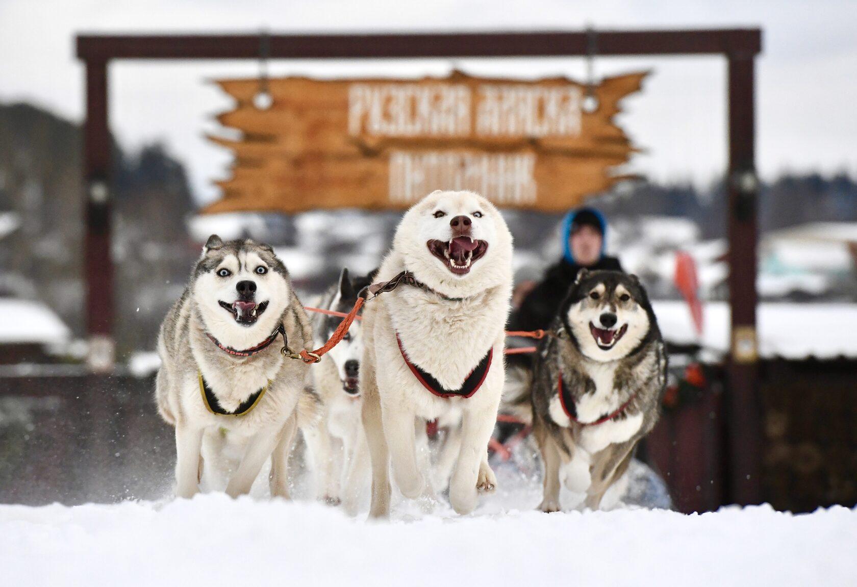 Фото Shagal Chalet