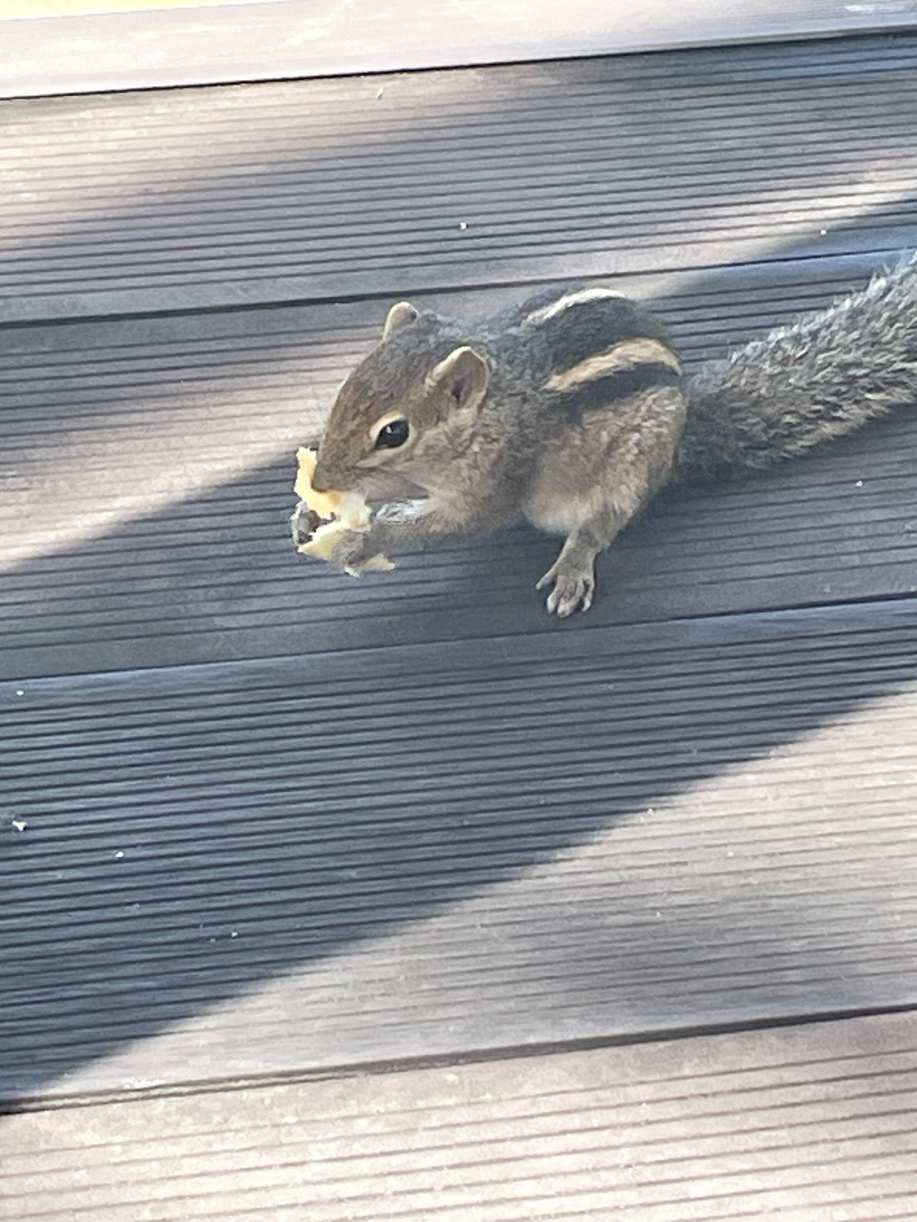 Фото Tangerine Beach Hotel