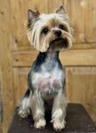 Стрижка собак (Proletarsky Avenue, 4), pet salon