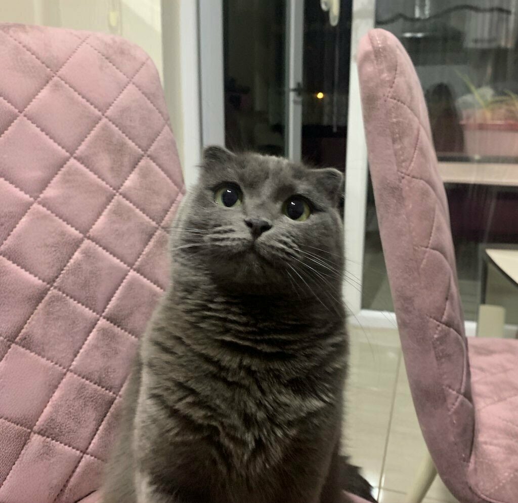 Veterinary clinic Uslu Veterinary Clinic, Kayseri, photo