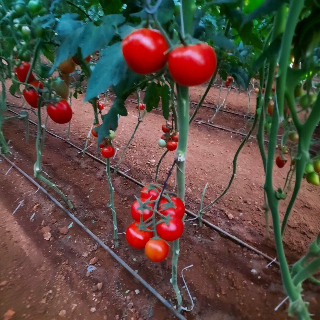 Breeding and seed production Areo Seed, Antalya, photo