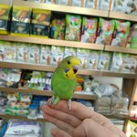 Pati Pati Petshop (Ankara Province, Polatli District, Cumhuriyet Neighborhood, Altay Avenue, 15A), pet shop