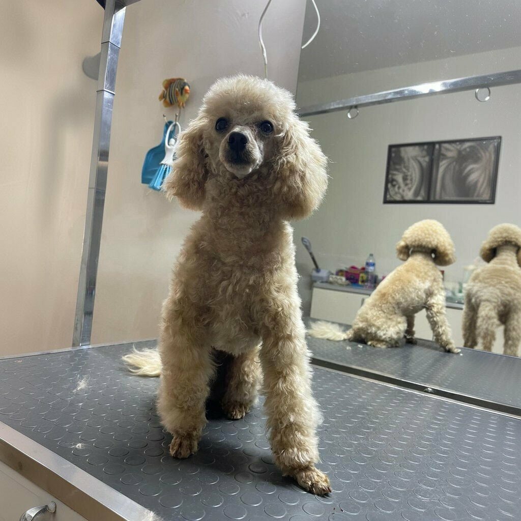 صالون حيوانات أليفة Madam Yorki Pet Grooming & Pet Grooming School ، أنقرة، صورة