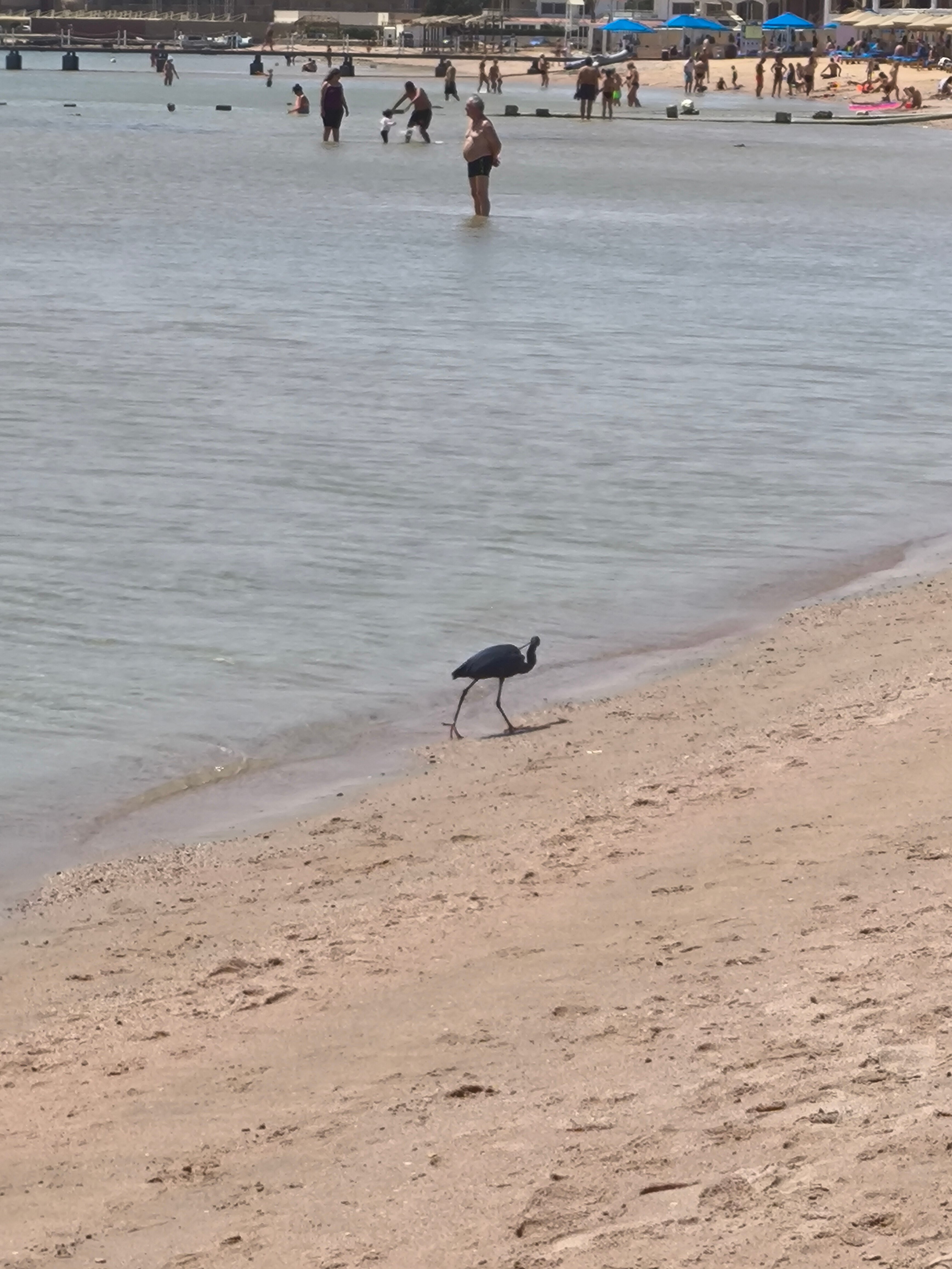 Фото Giftun Azur Resort