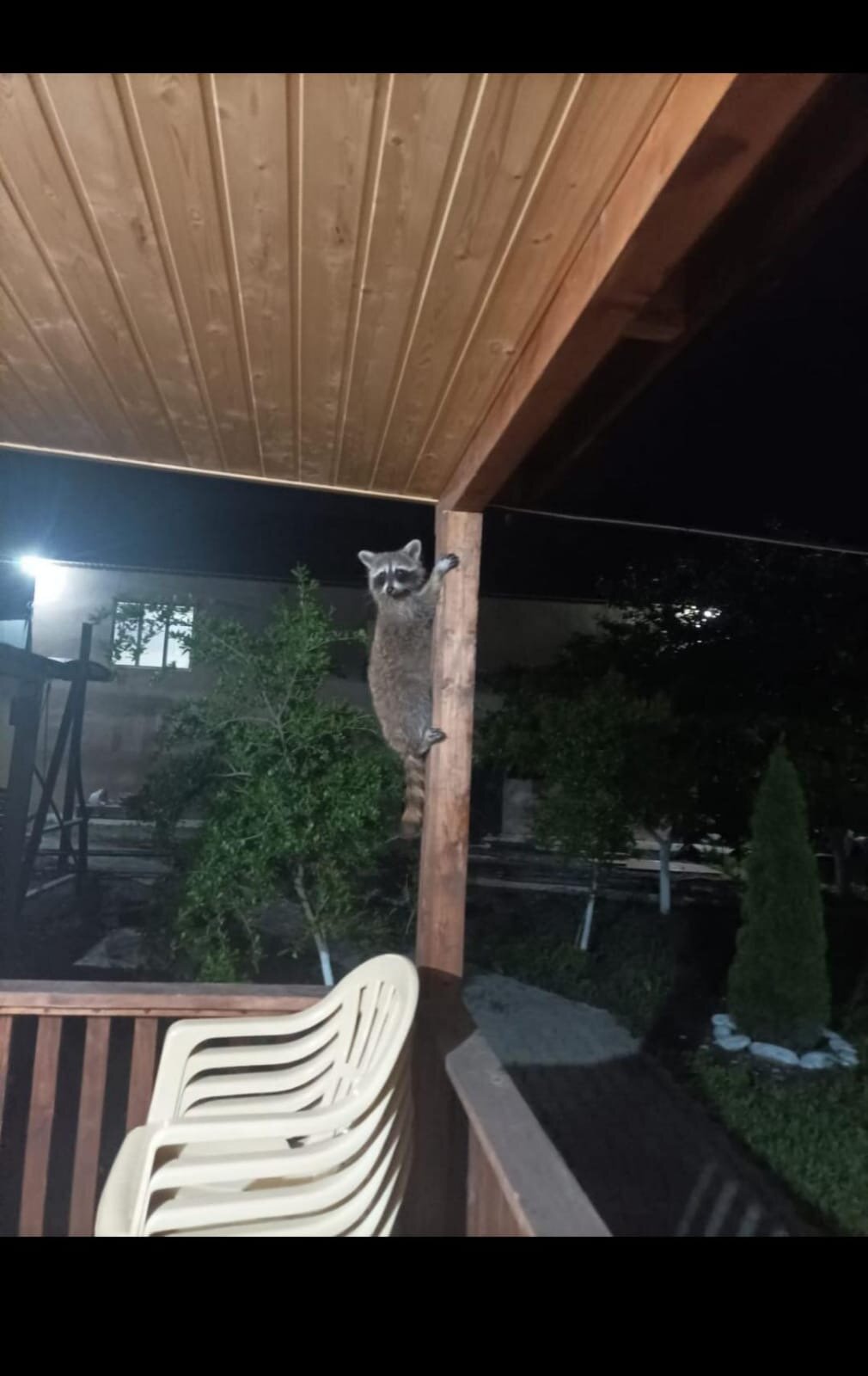 Фото Самурская Жемчужина