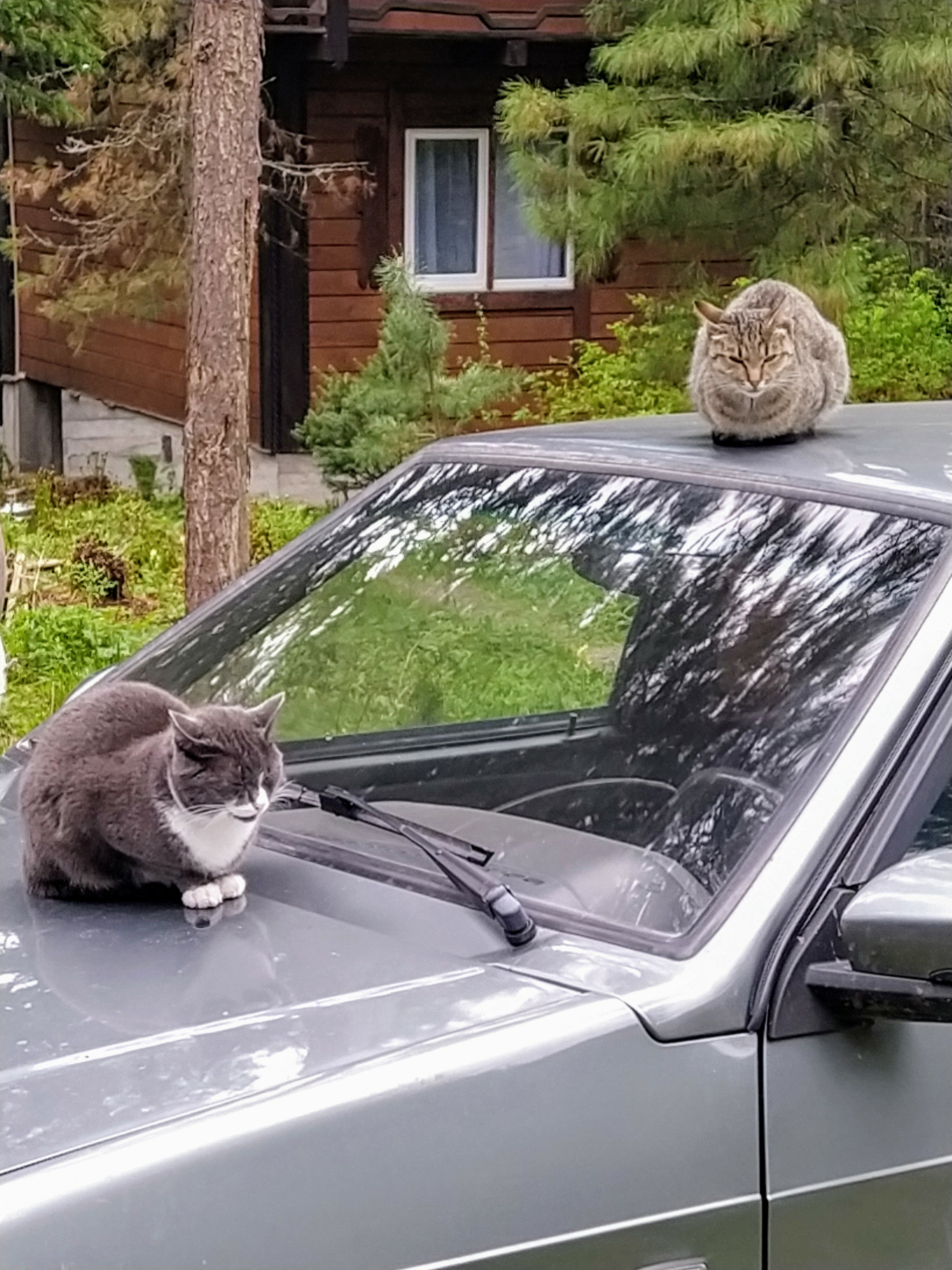 Фото Усадьба Лукоморье