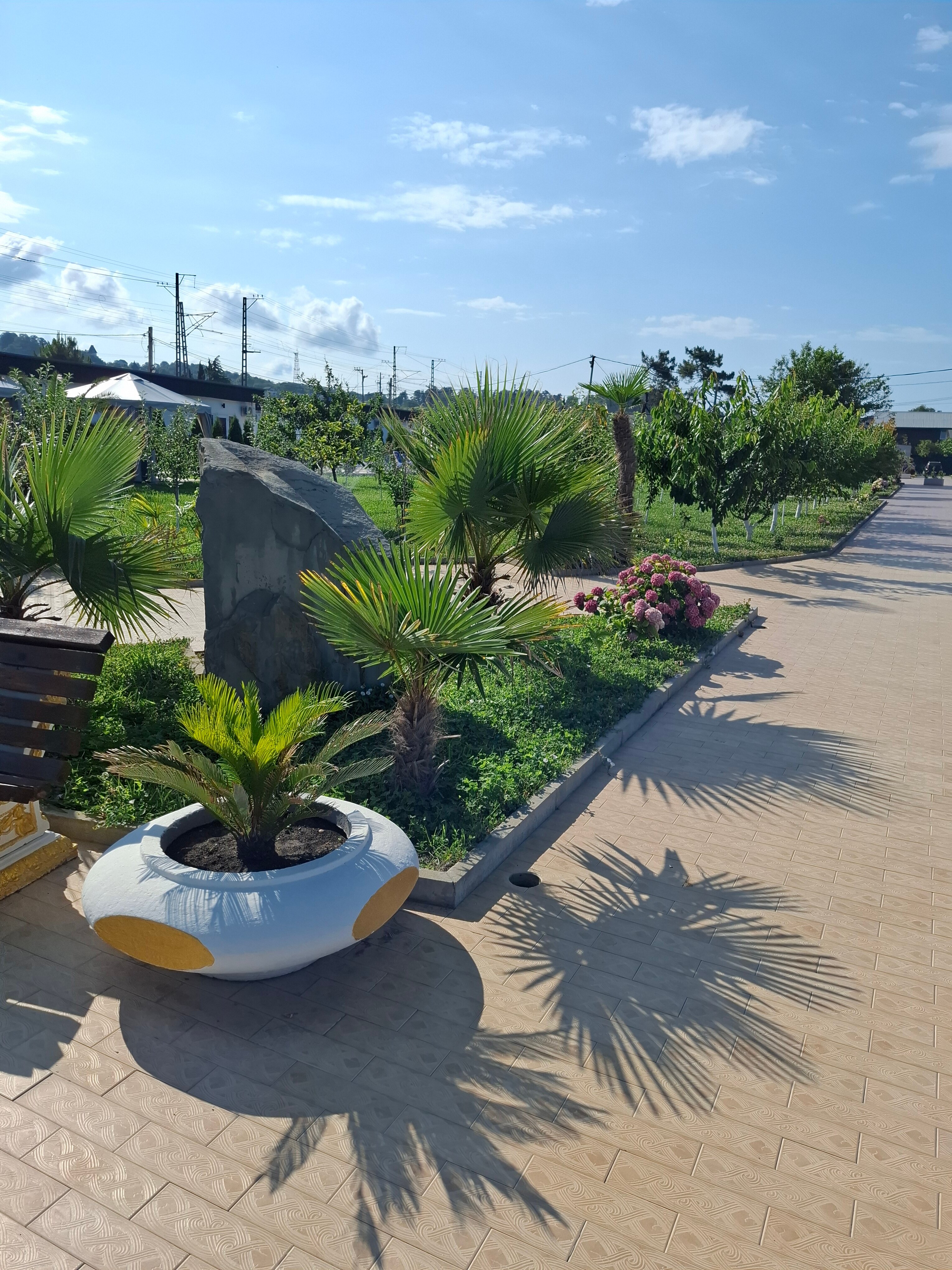 Фото Черный кот