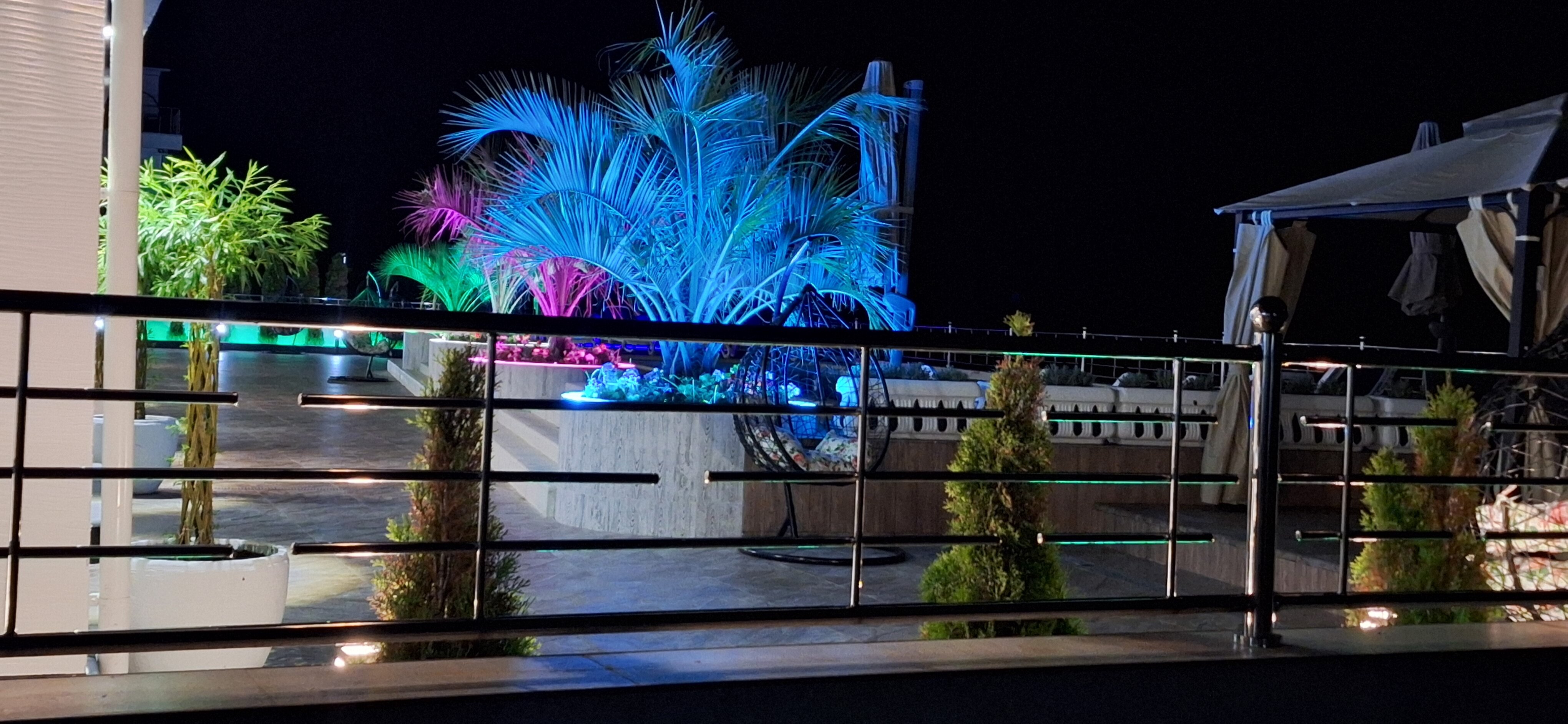 Фото Черный кот