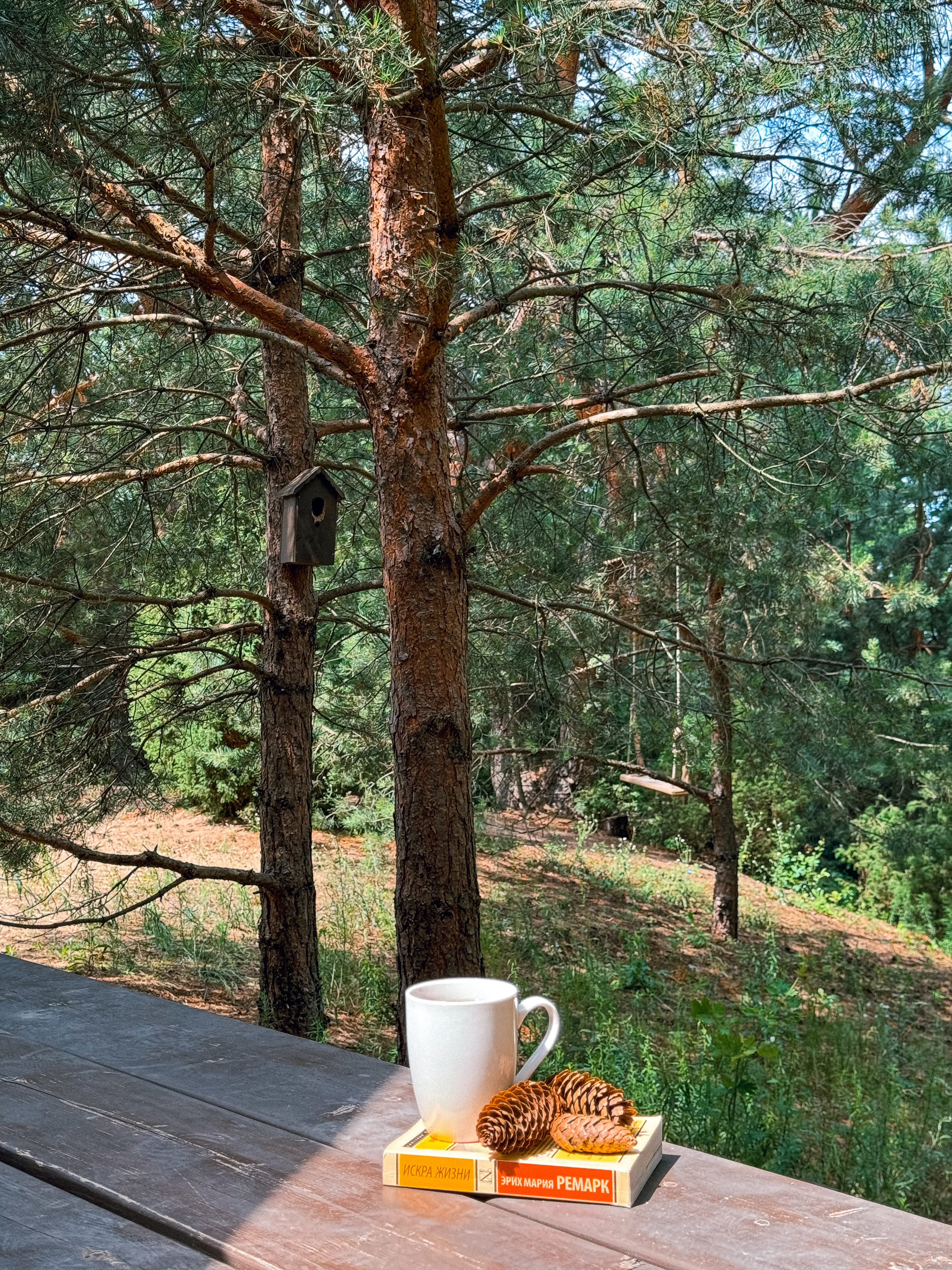 Фото Мишкино