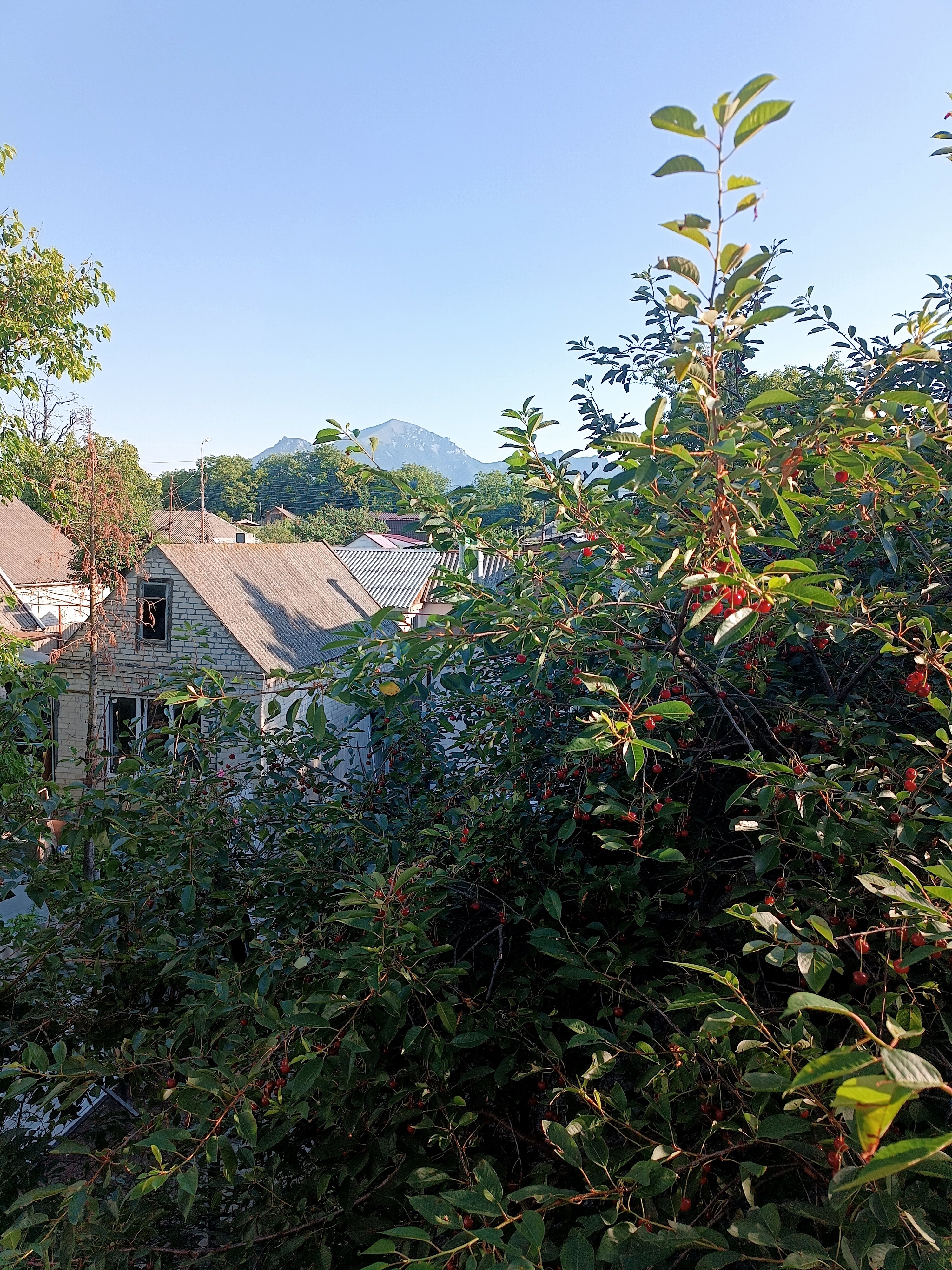 Фото Форест