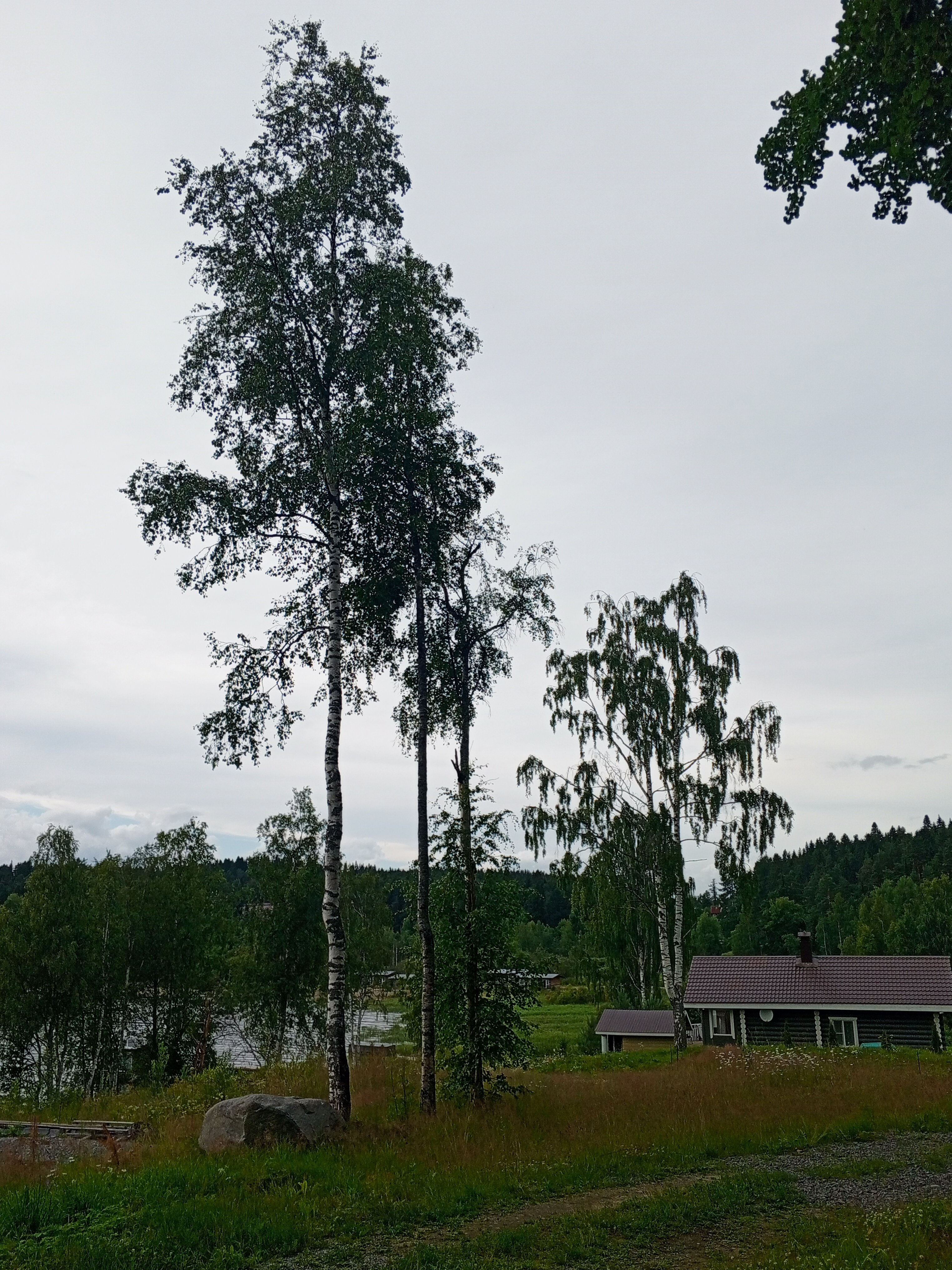 Фото Forest Park