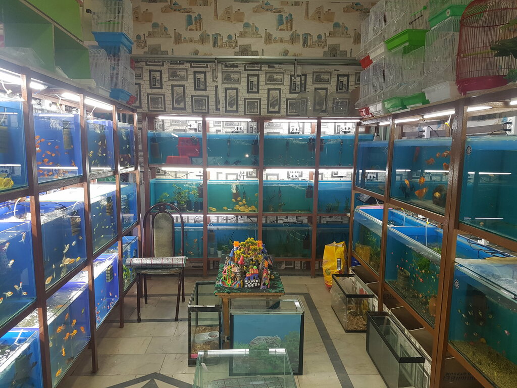 Pet shop Dolphin, Namangan, photo