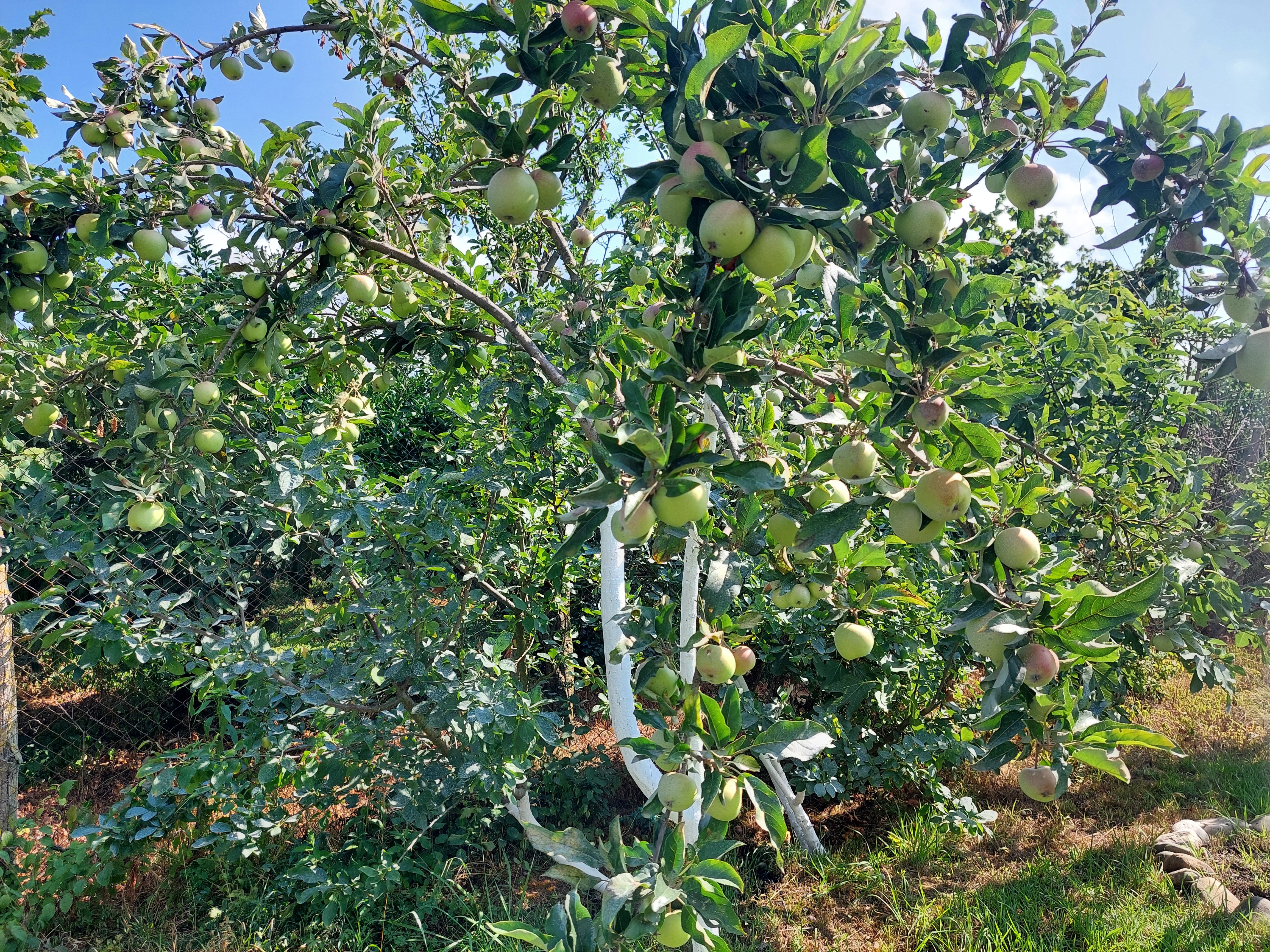 Фото Guest House on Sayat-Nova