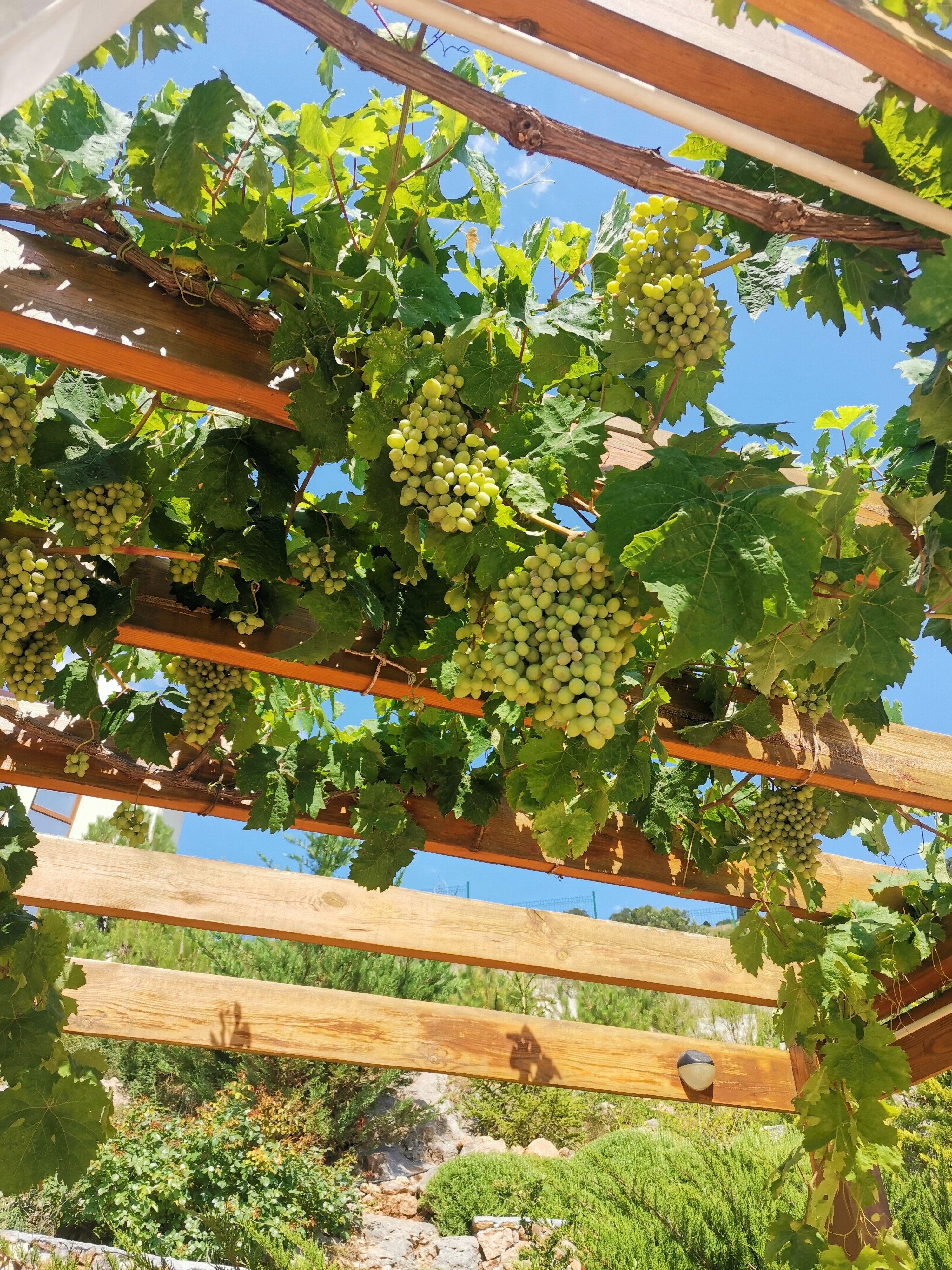 Фото Кипарис