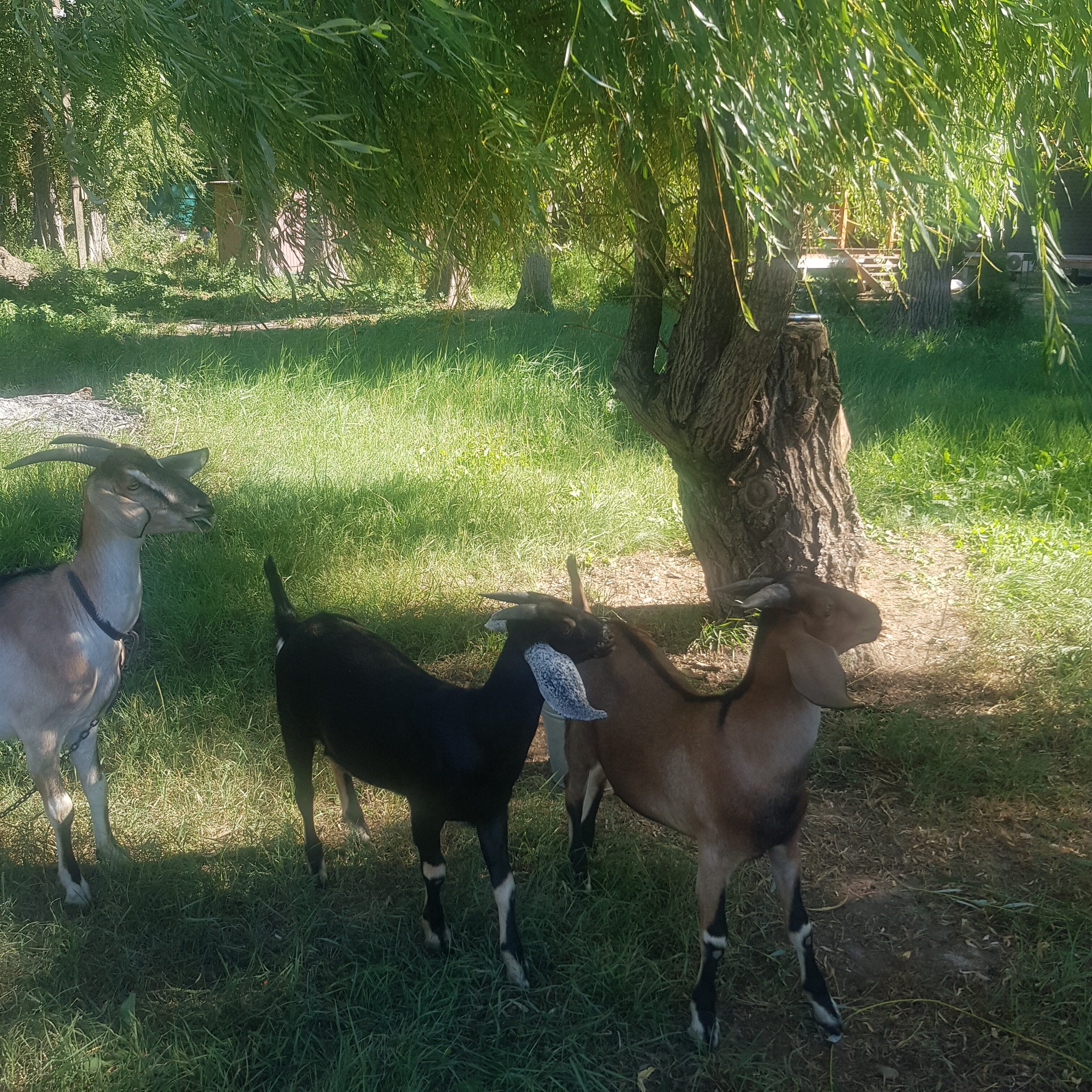 Фото Карасёвка