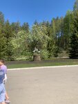 Столовая Б (posyolok Kurort-Samotsvet, Kurortnaya ulitsa, 29к2), canteen