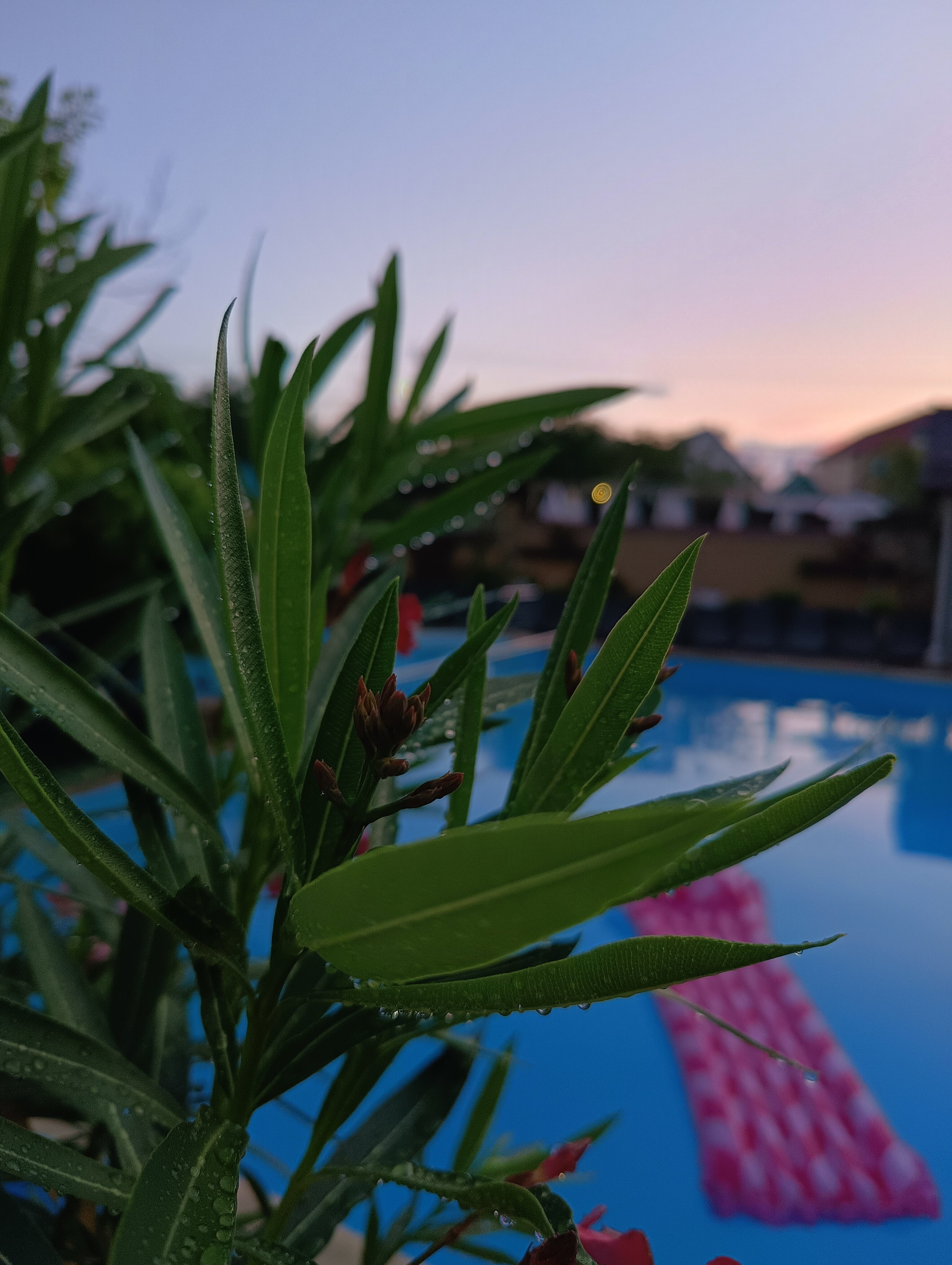 Фото Димерчи