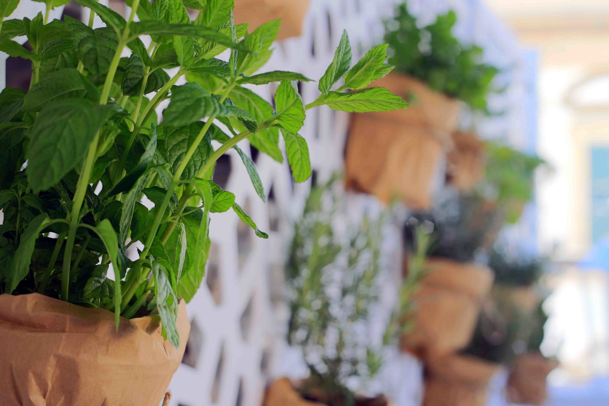 Фото Jardin de France