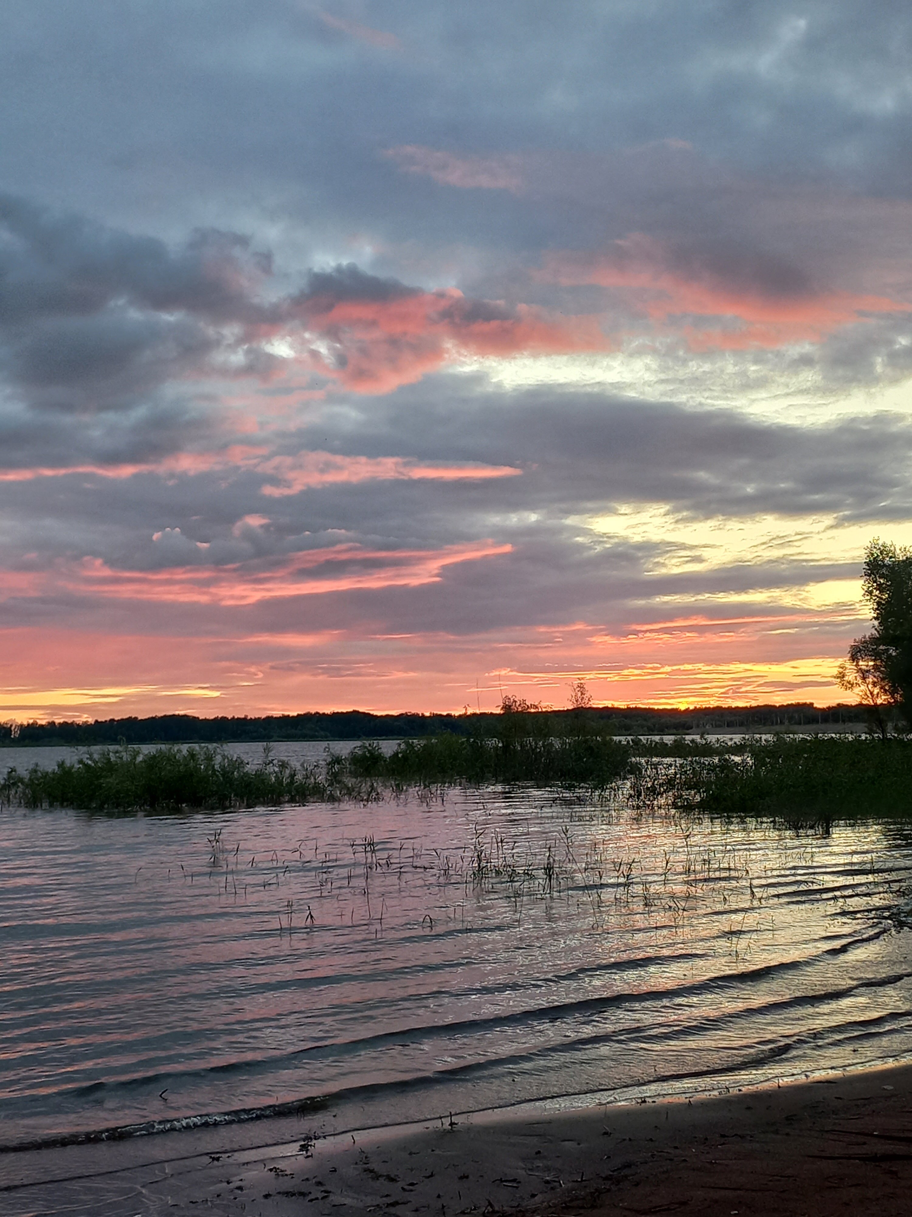 Фото Лаванда