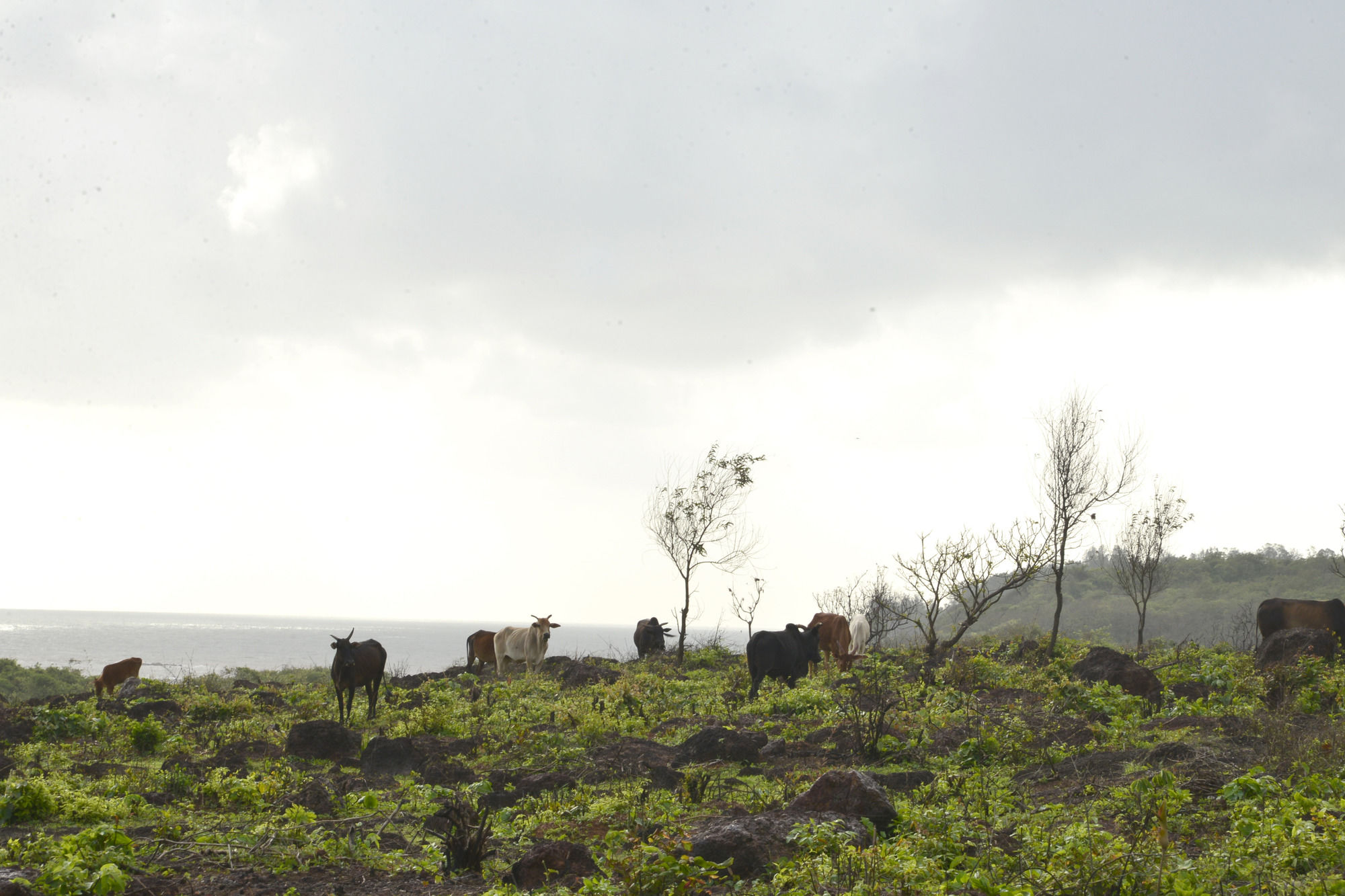 Фото Fort Tiracol Heritage Hotel