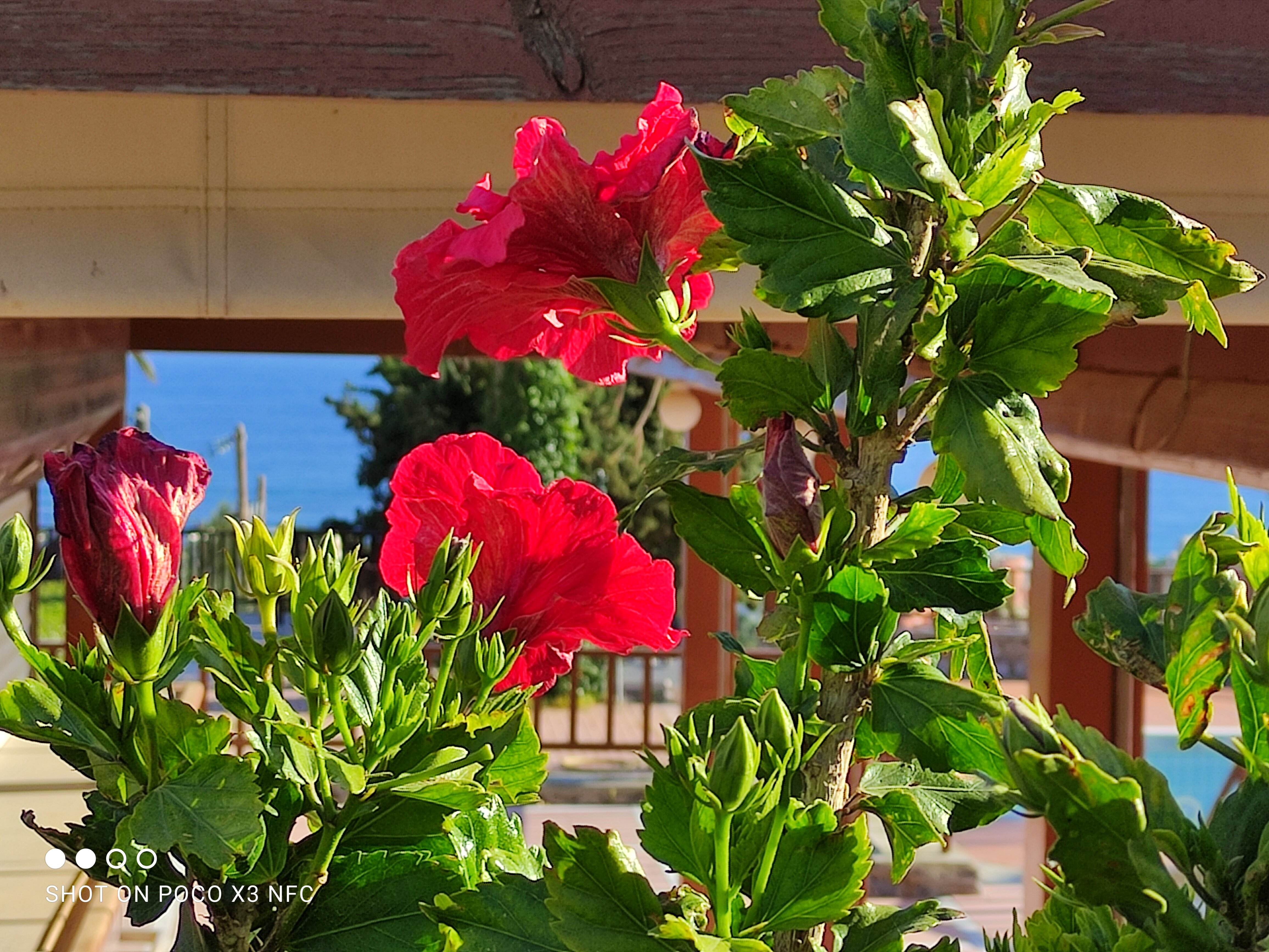 Фото Magia Village Resort