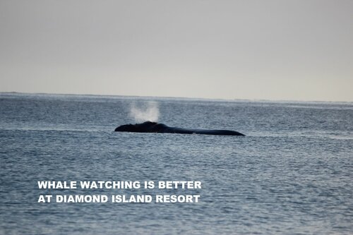 Внешний вид отеля Diamond Island Resort & Bicheno Penguin Show в Бичено, фото 3