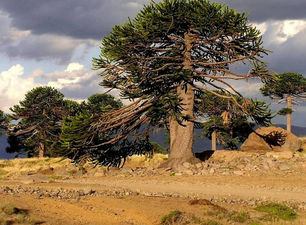 Фото Ignea Hotel