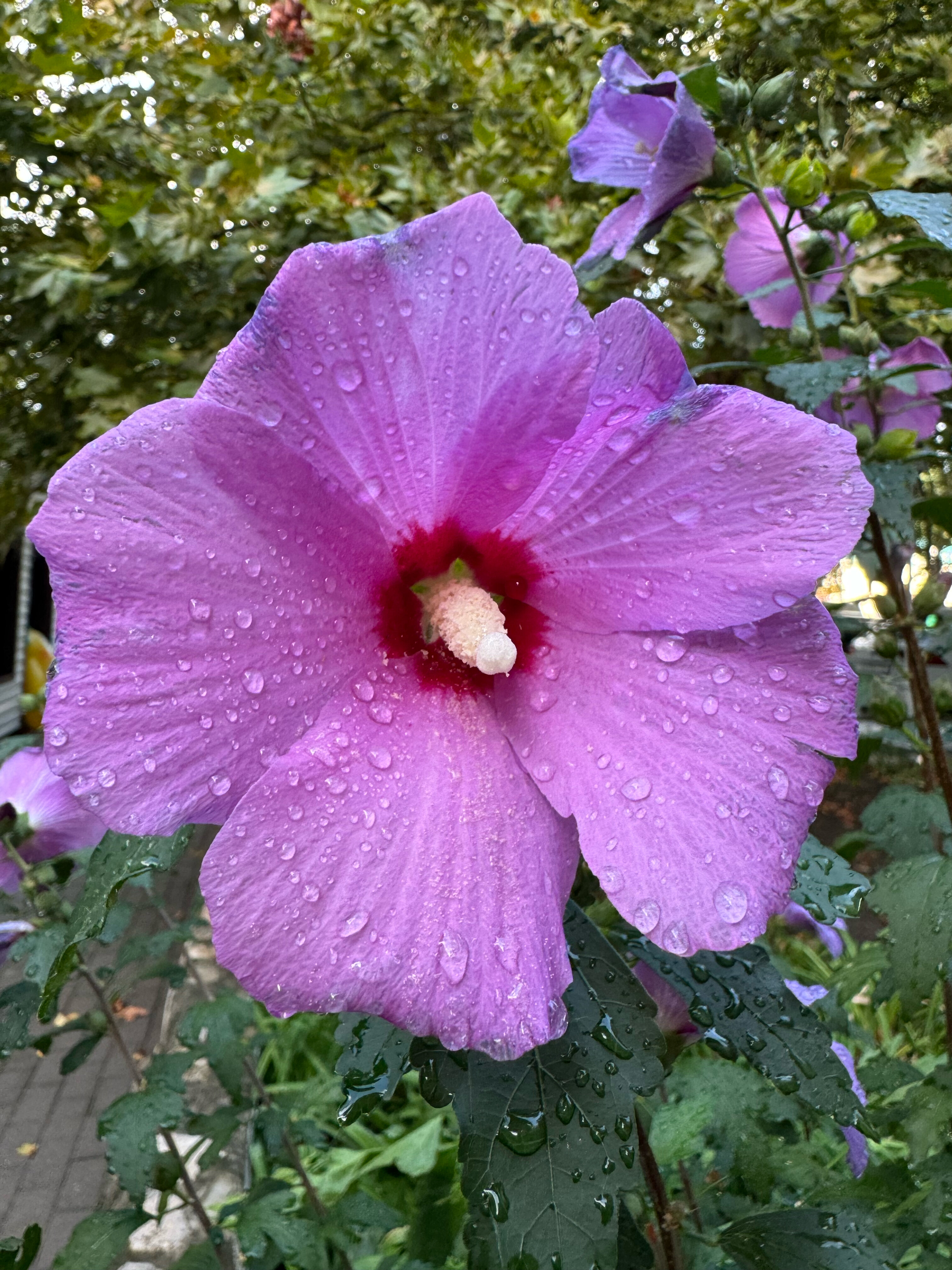 Фото Торнадо